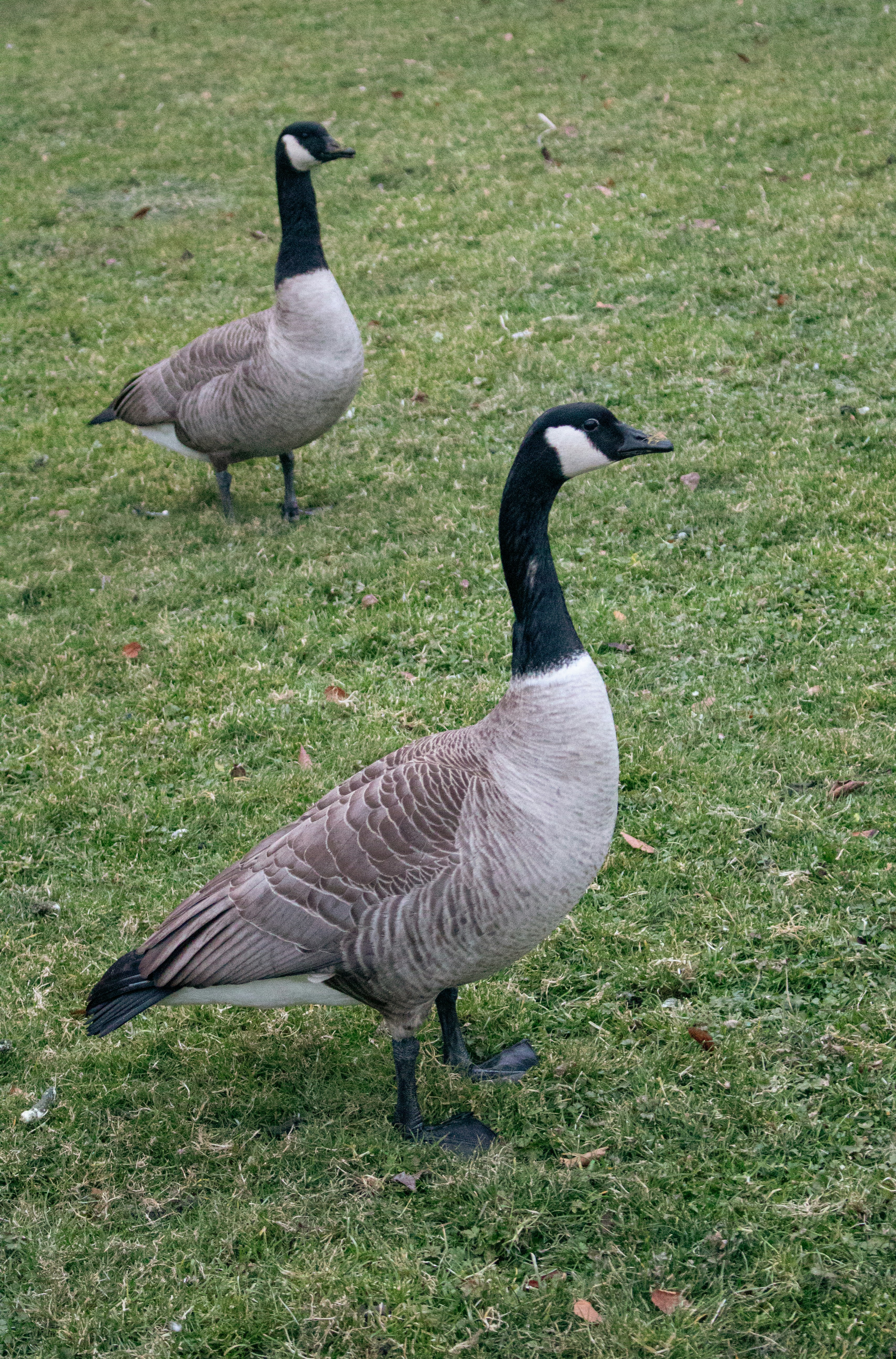 Photo by zoshuacolah