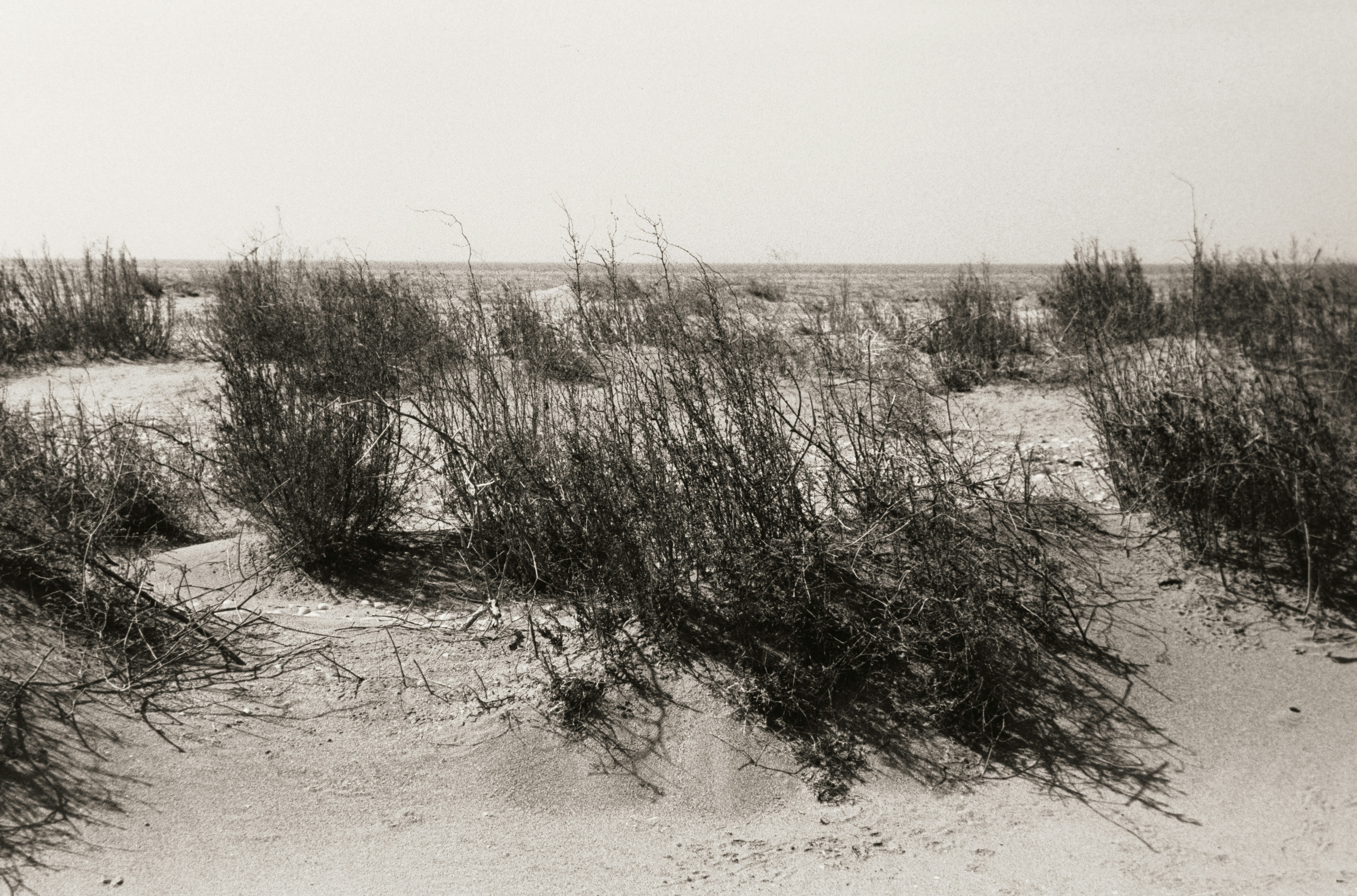 Photo by ragnarbeaverson