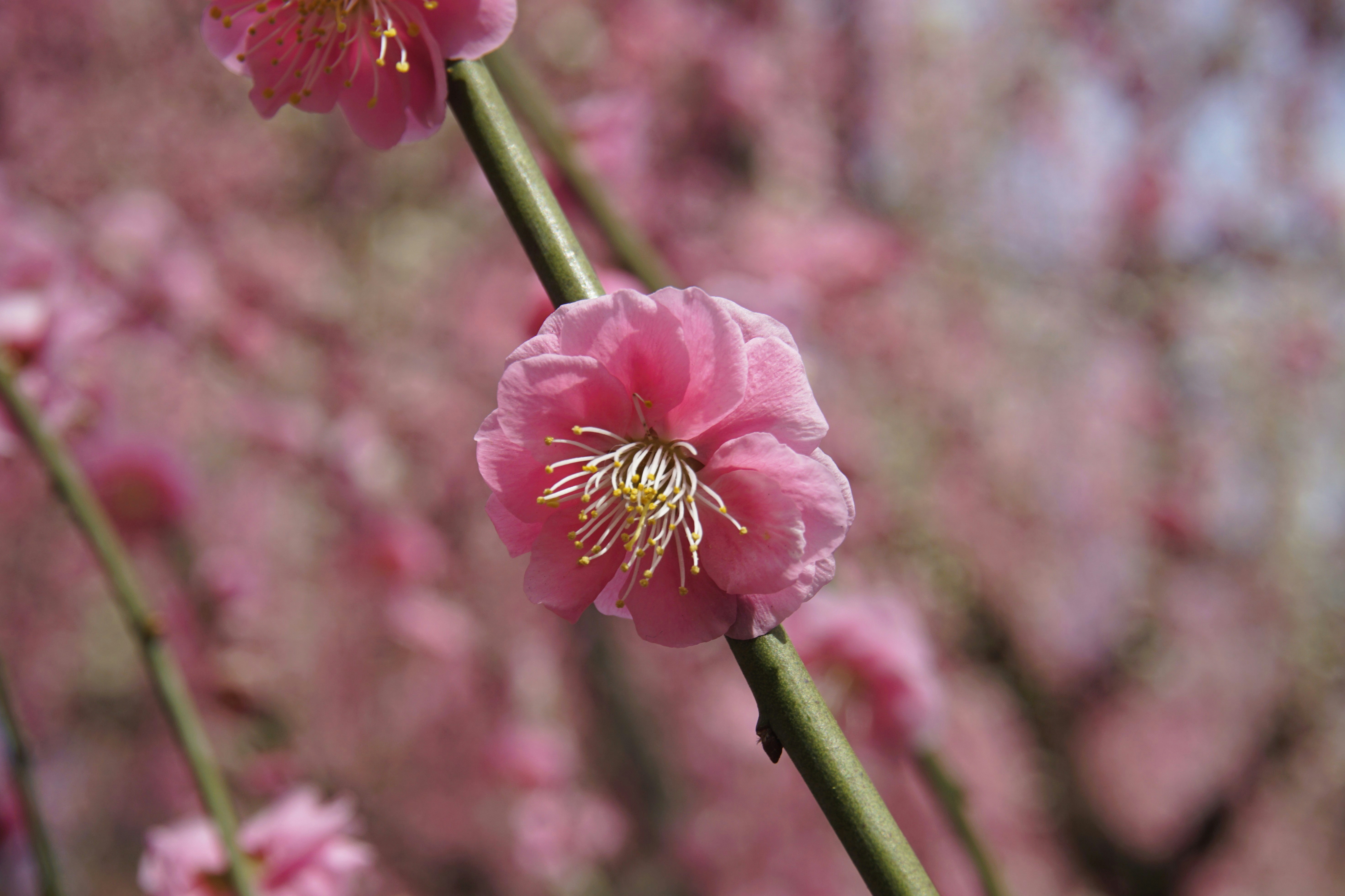 Photo by syadzasalsabyla