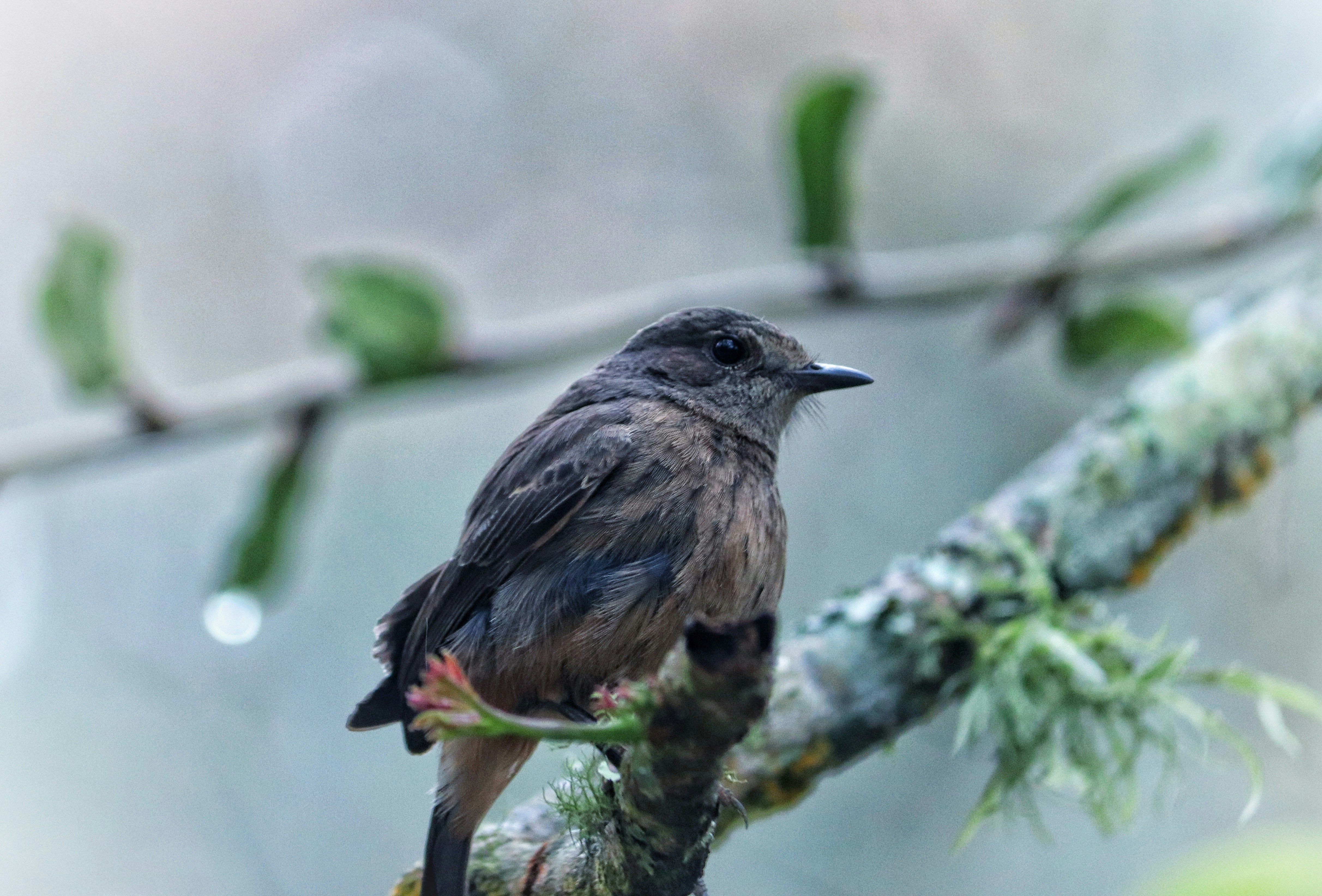 A small brown bird sits perched on a branch.