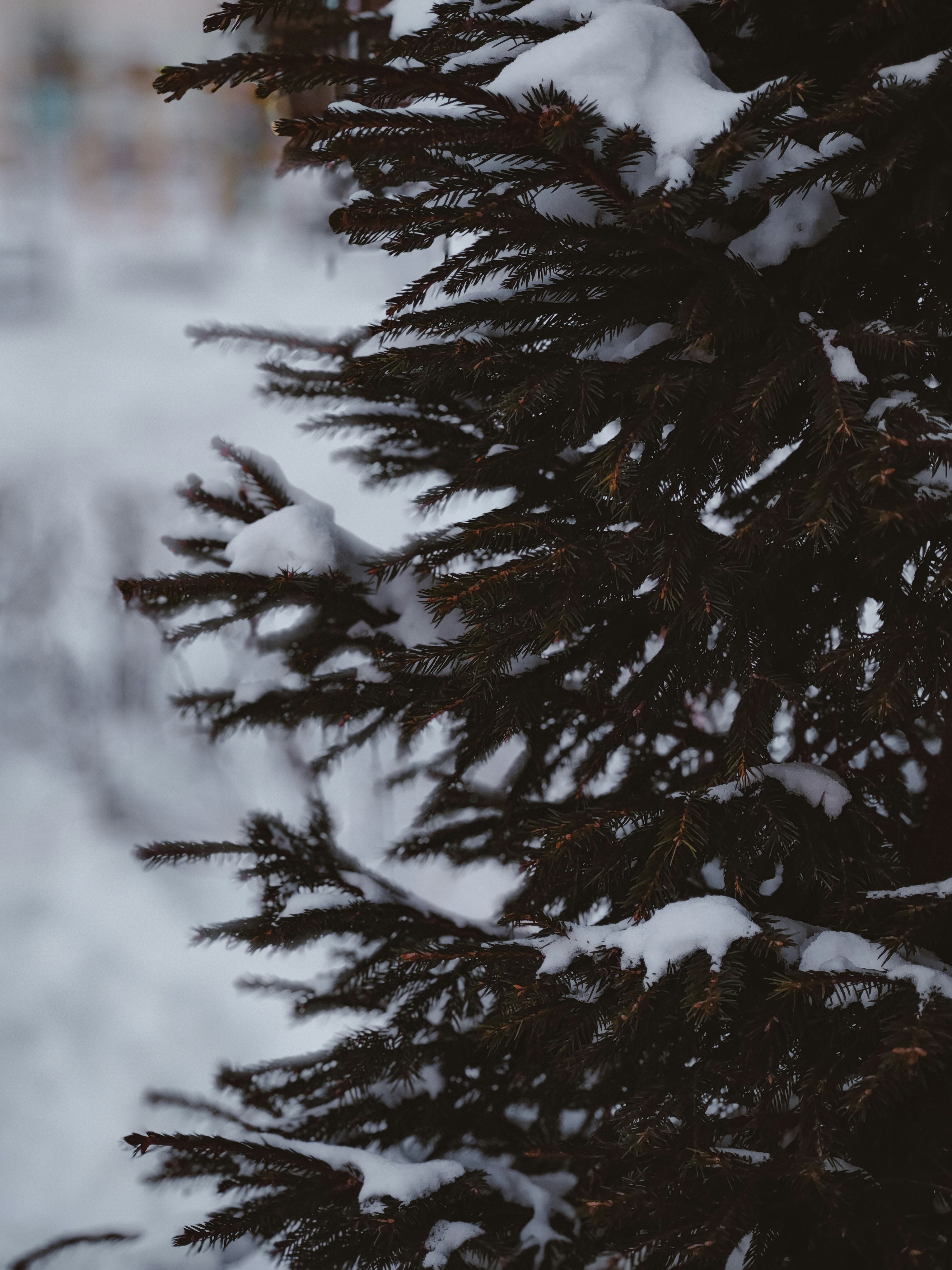 Snow blankets a fir tree's branches.