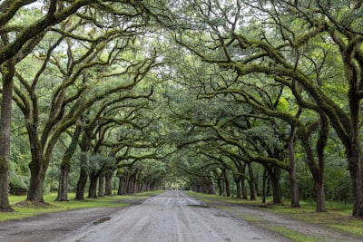 Wormsloe Historic Site