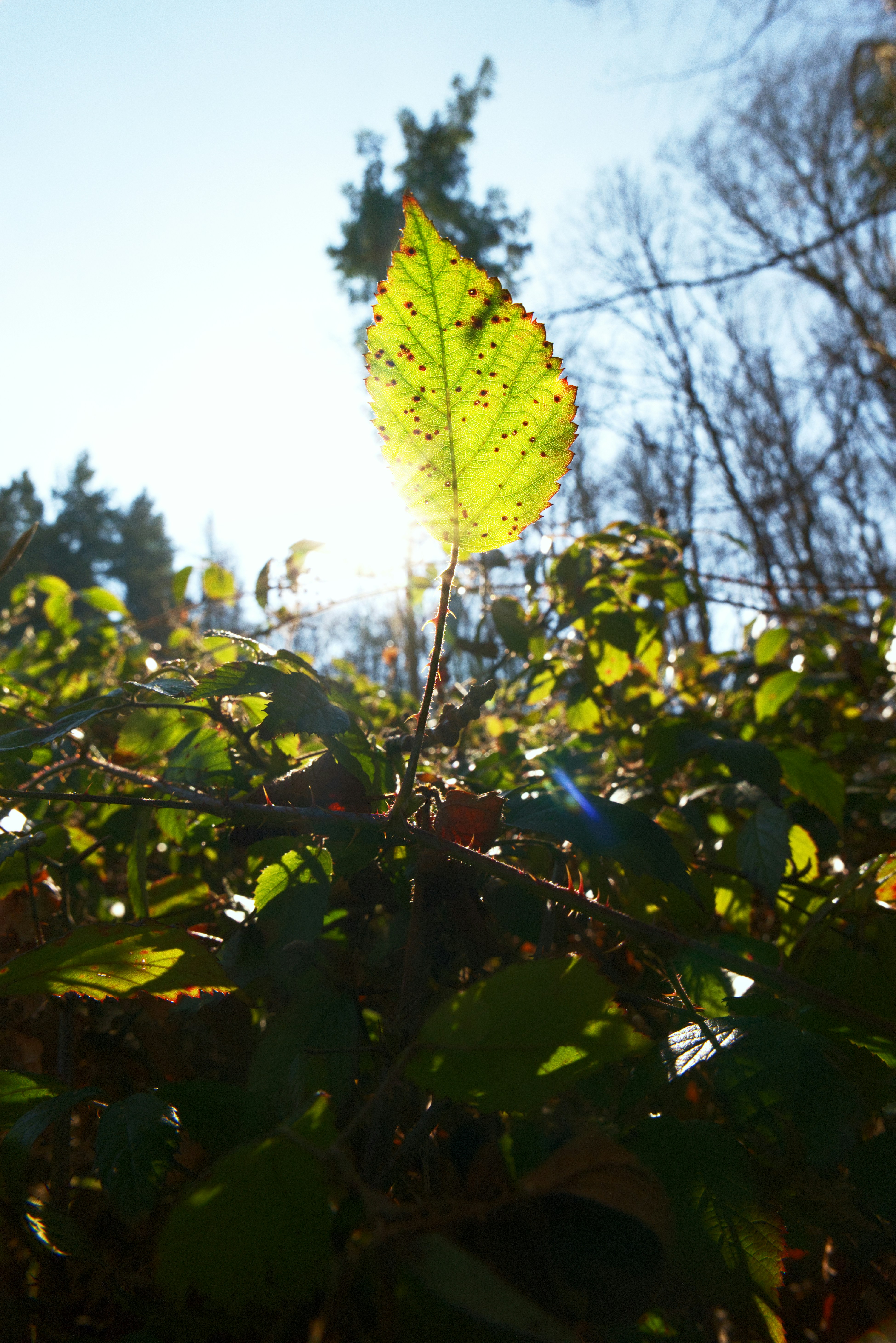 el-sol-brilla-a-trav-s-de-una-hoja-verde-vibrante-foto-imagen-de