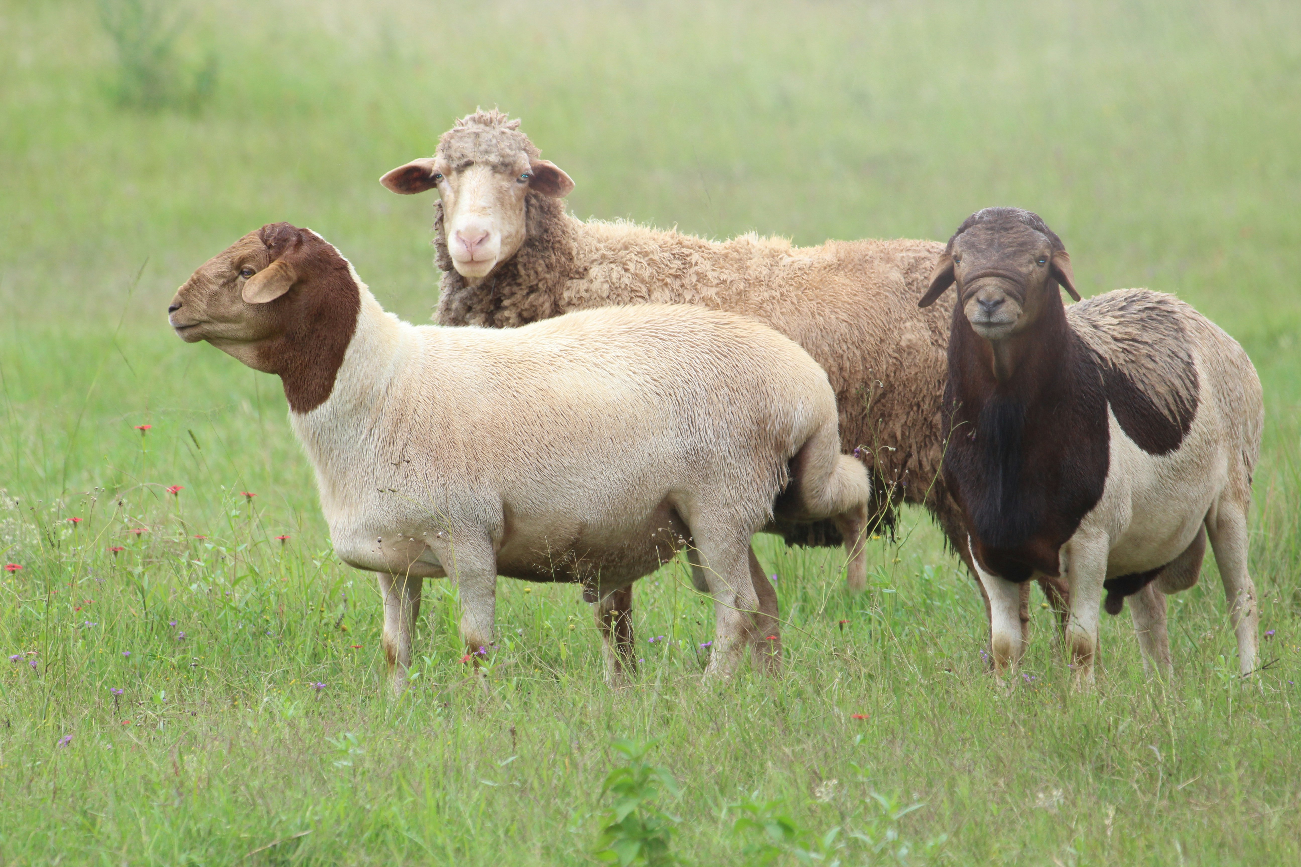 Three sheep stand in a grassy field.
