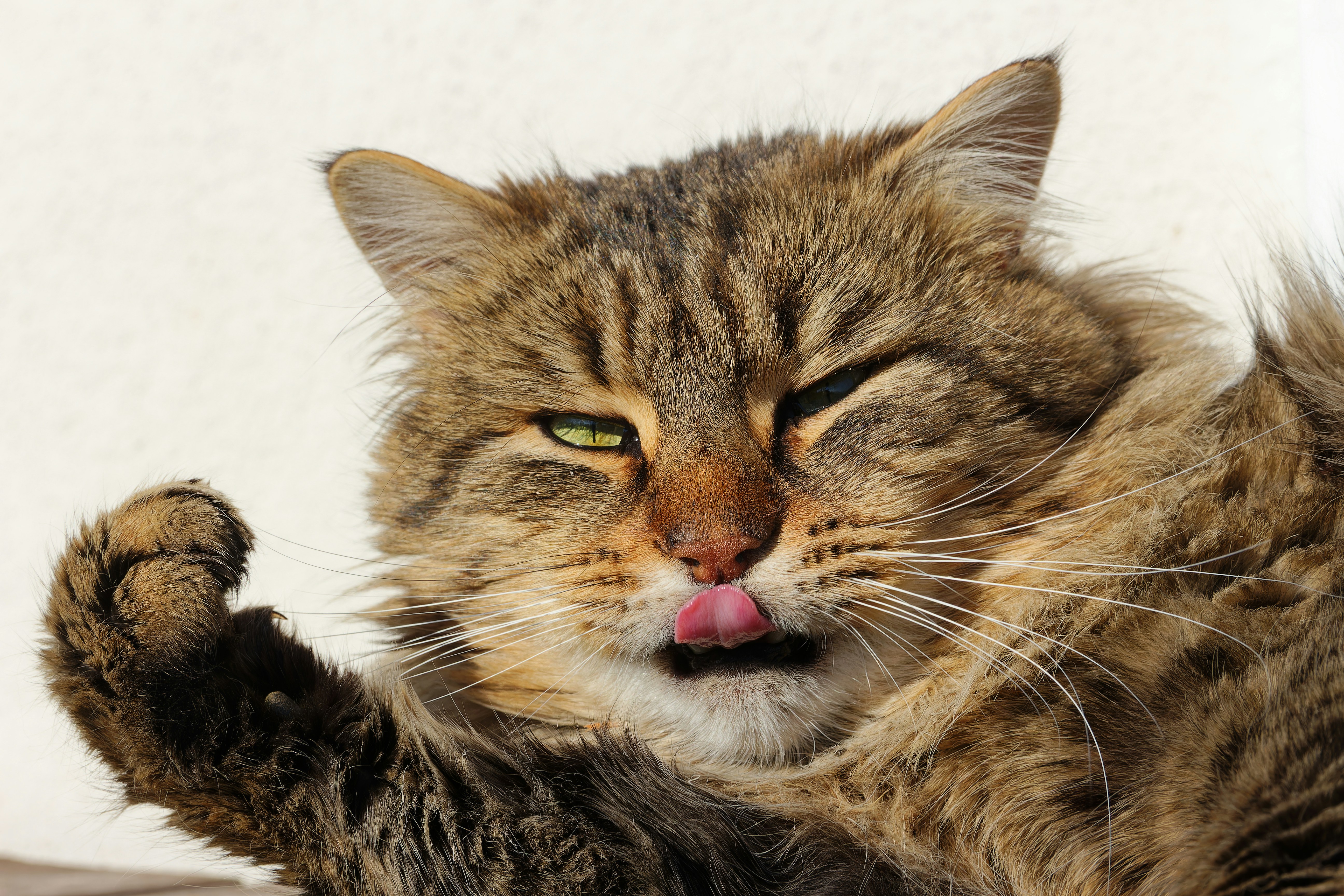 How to Groom a Long-Haired Cat: Complete 2026 Guide