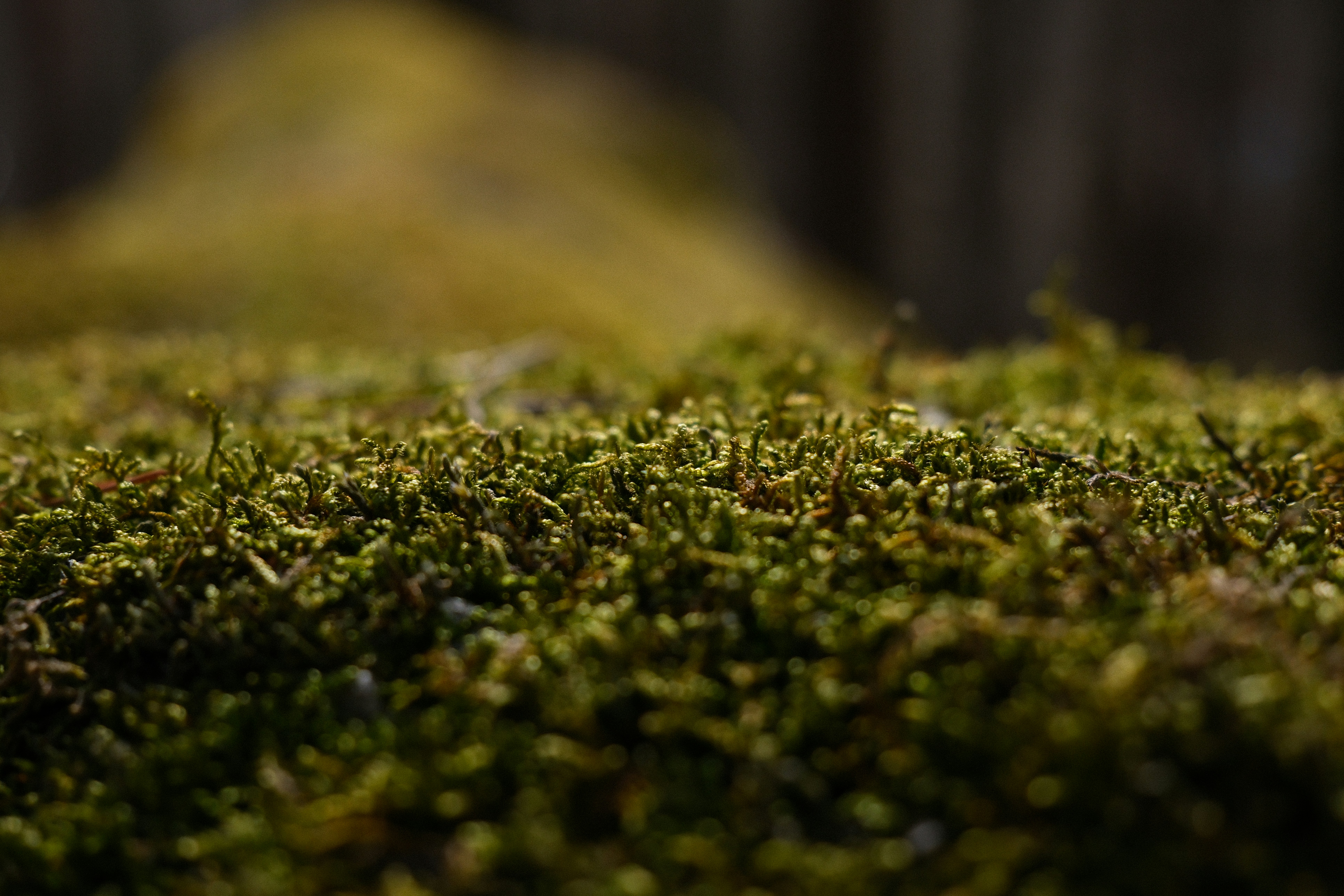 Photo by nikan_tanya