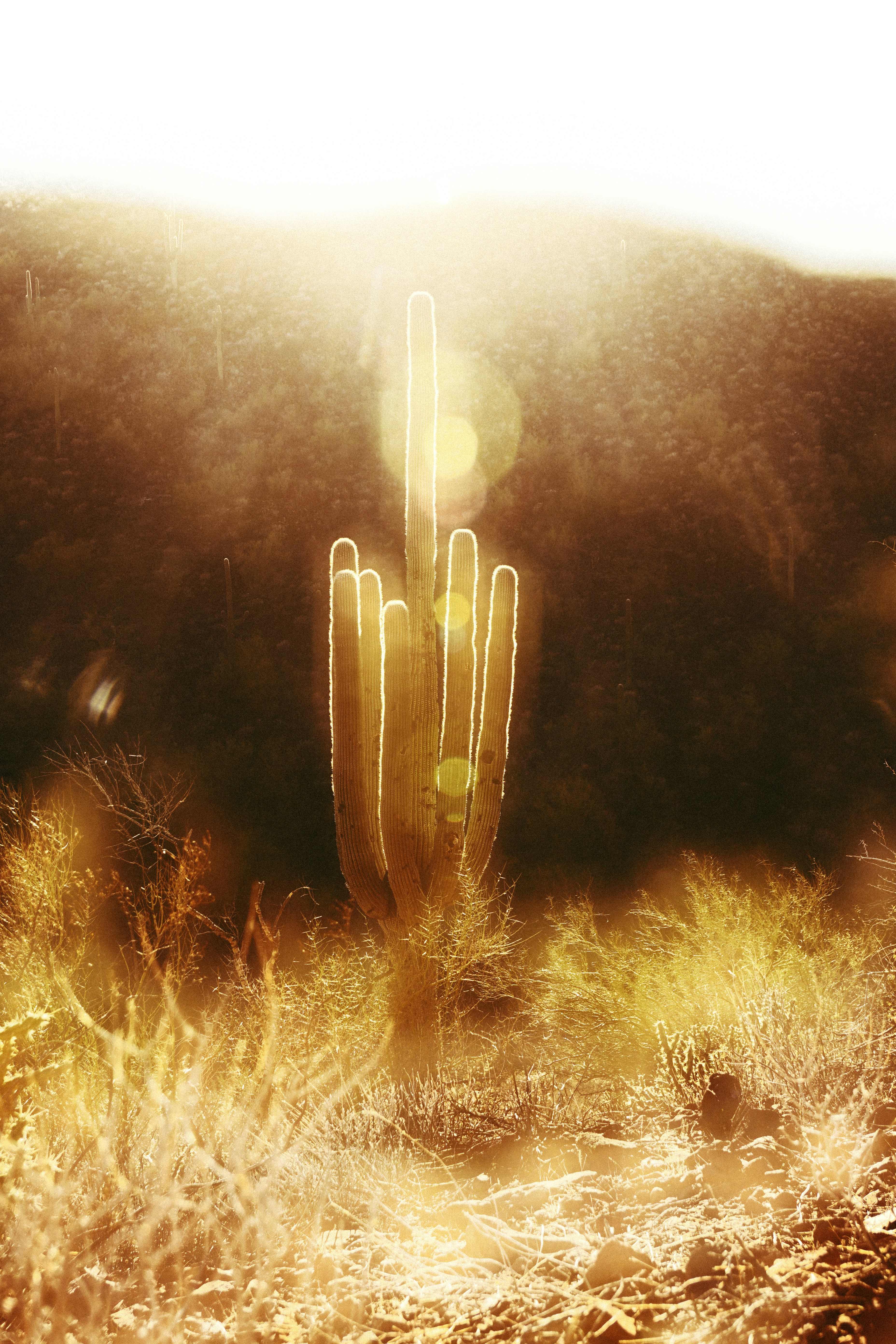 surreal neon desert art, wallpaper, Burning Man Mutant Vehicle Art Wallpapers: A Visual Journey 2