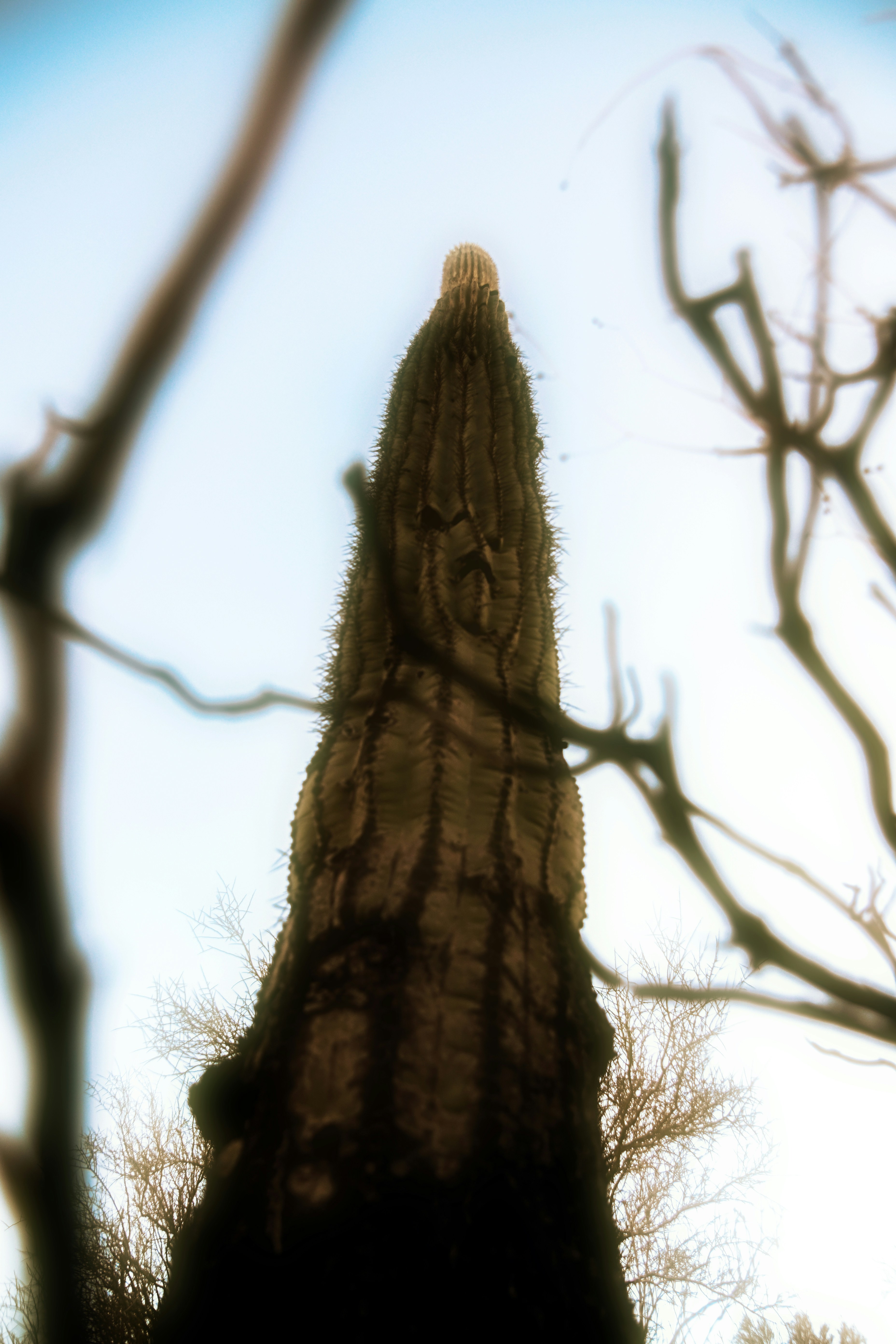 Un grand tronc d’arbre s’élève vers le ciel bleu.