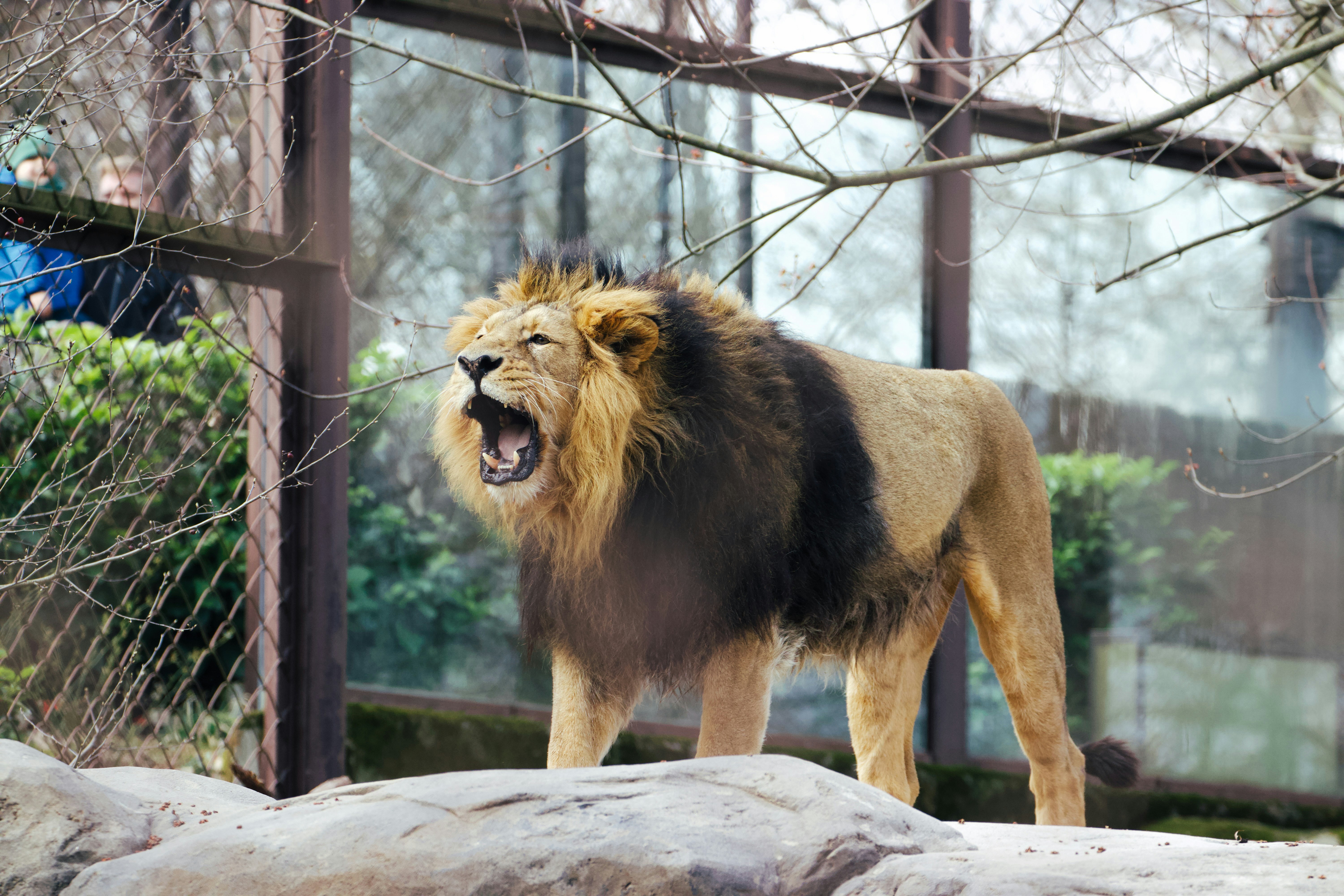The Lion: The King’s Surprising Vertical Leap (image credits: unsplash)
