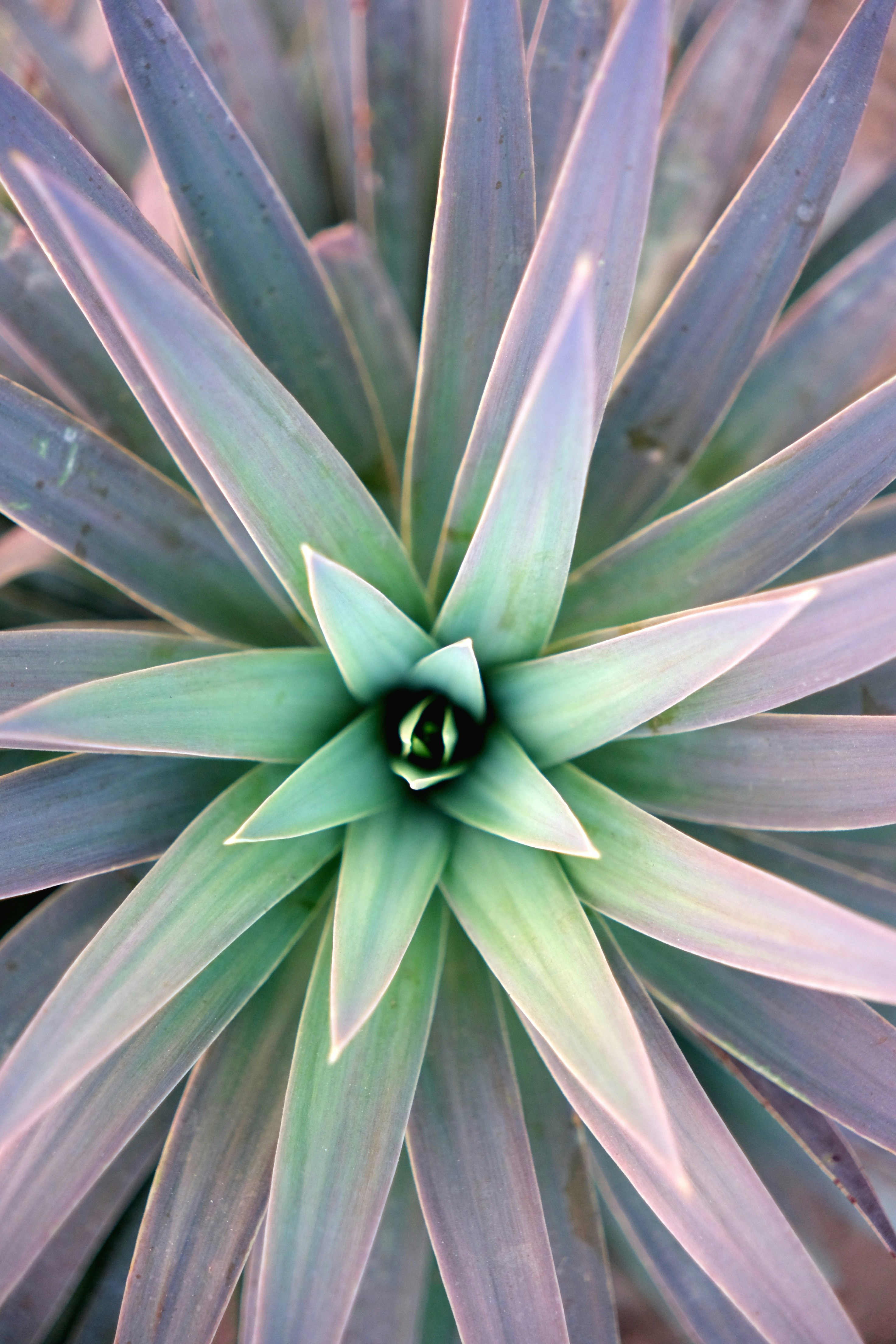 A symmetrical plant with pointy leaves.