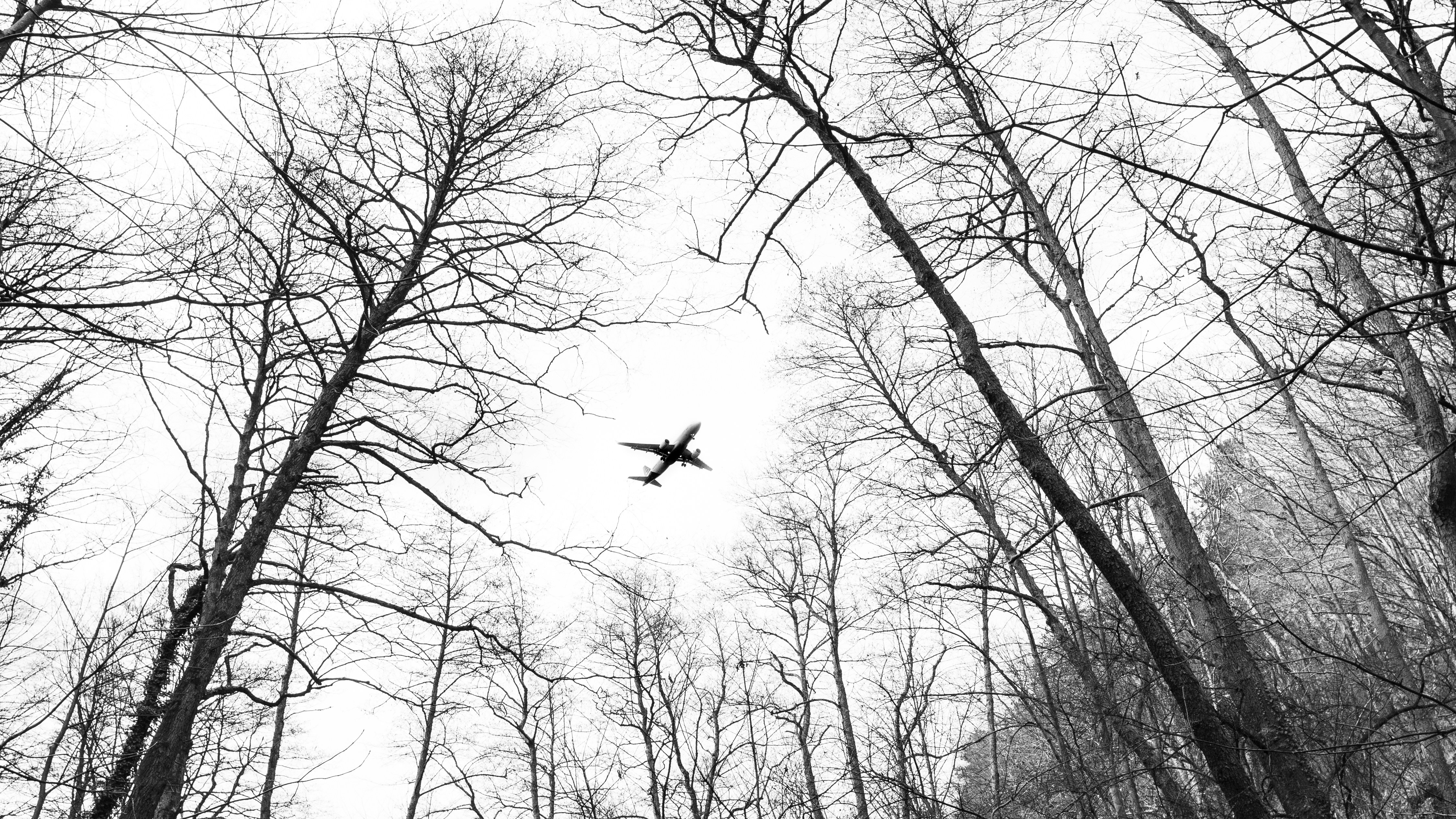Plane soars high above the winter trees.
