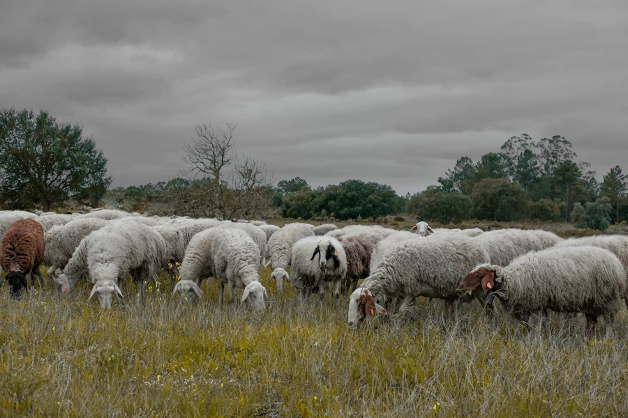 Rebanho de ovelhas a pastar num campo em Portugal