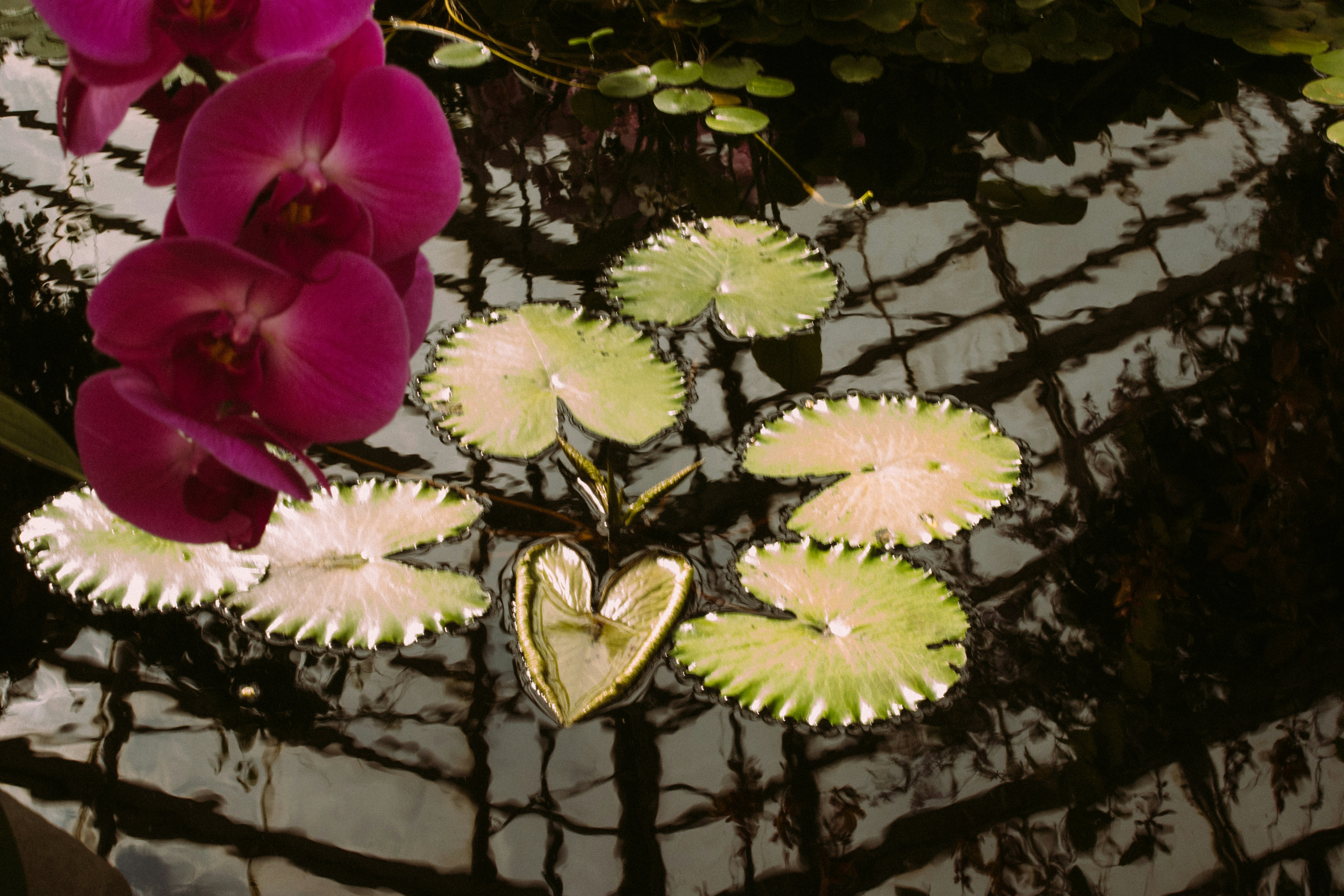 Orquídeas, nenúfares e coração refletidos na água.
