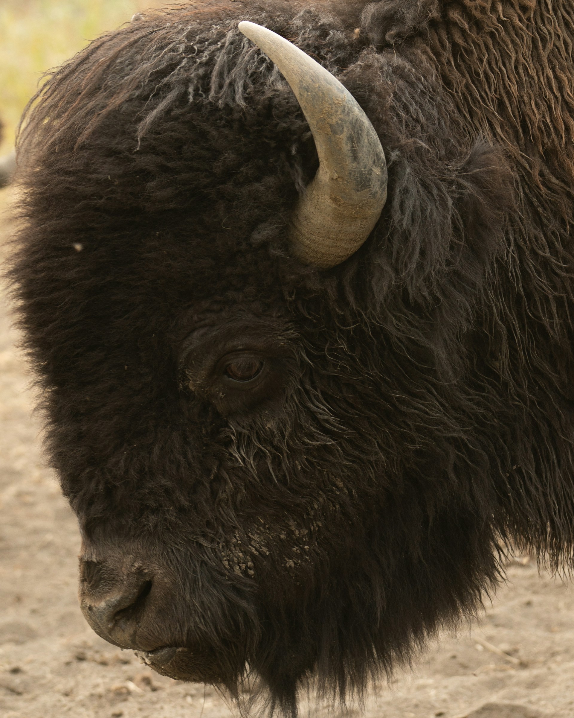 A close-up image of a majestic bison.