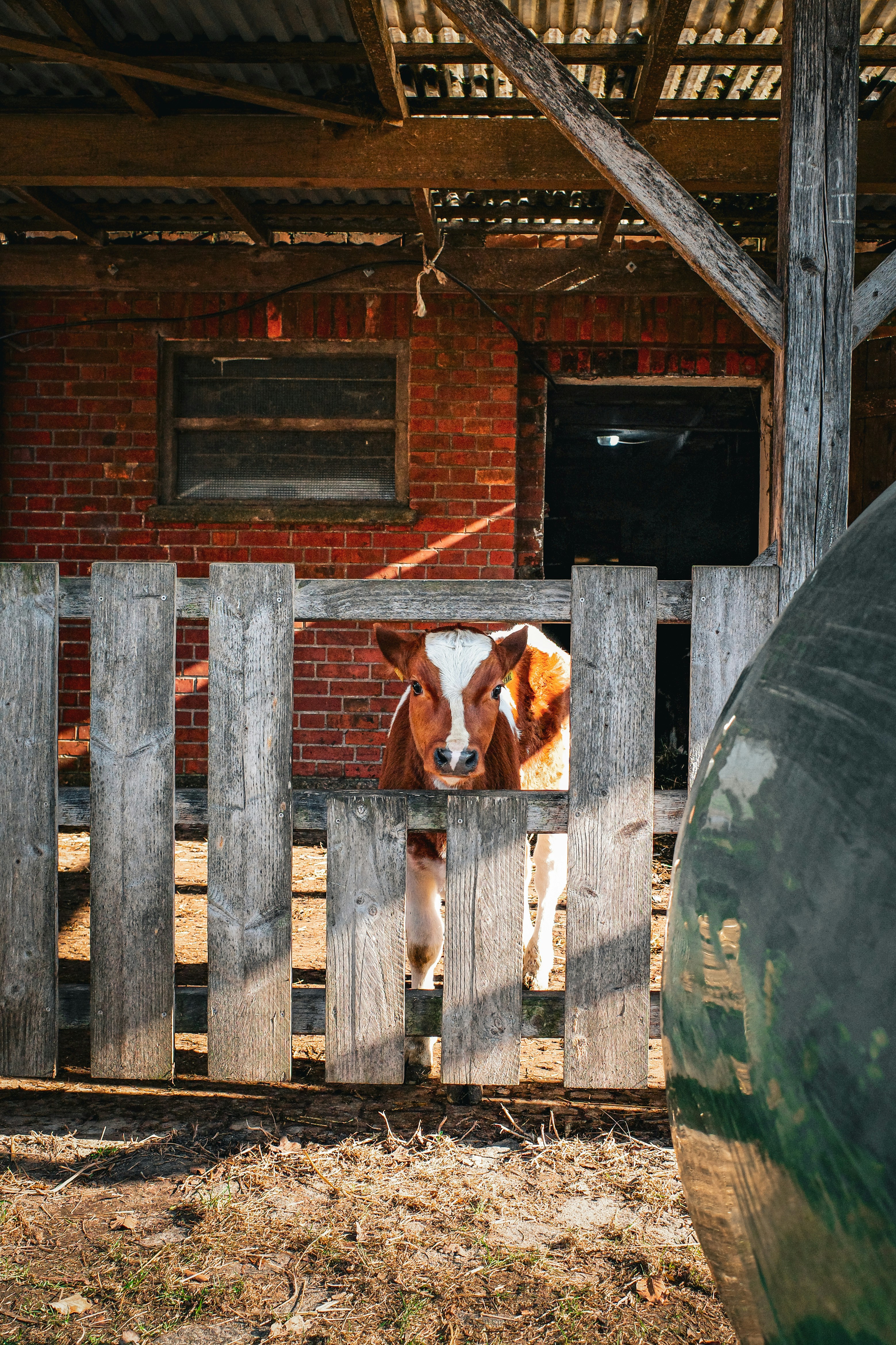 A calf peeks through a wooden fence.