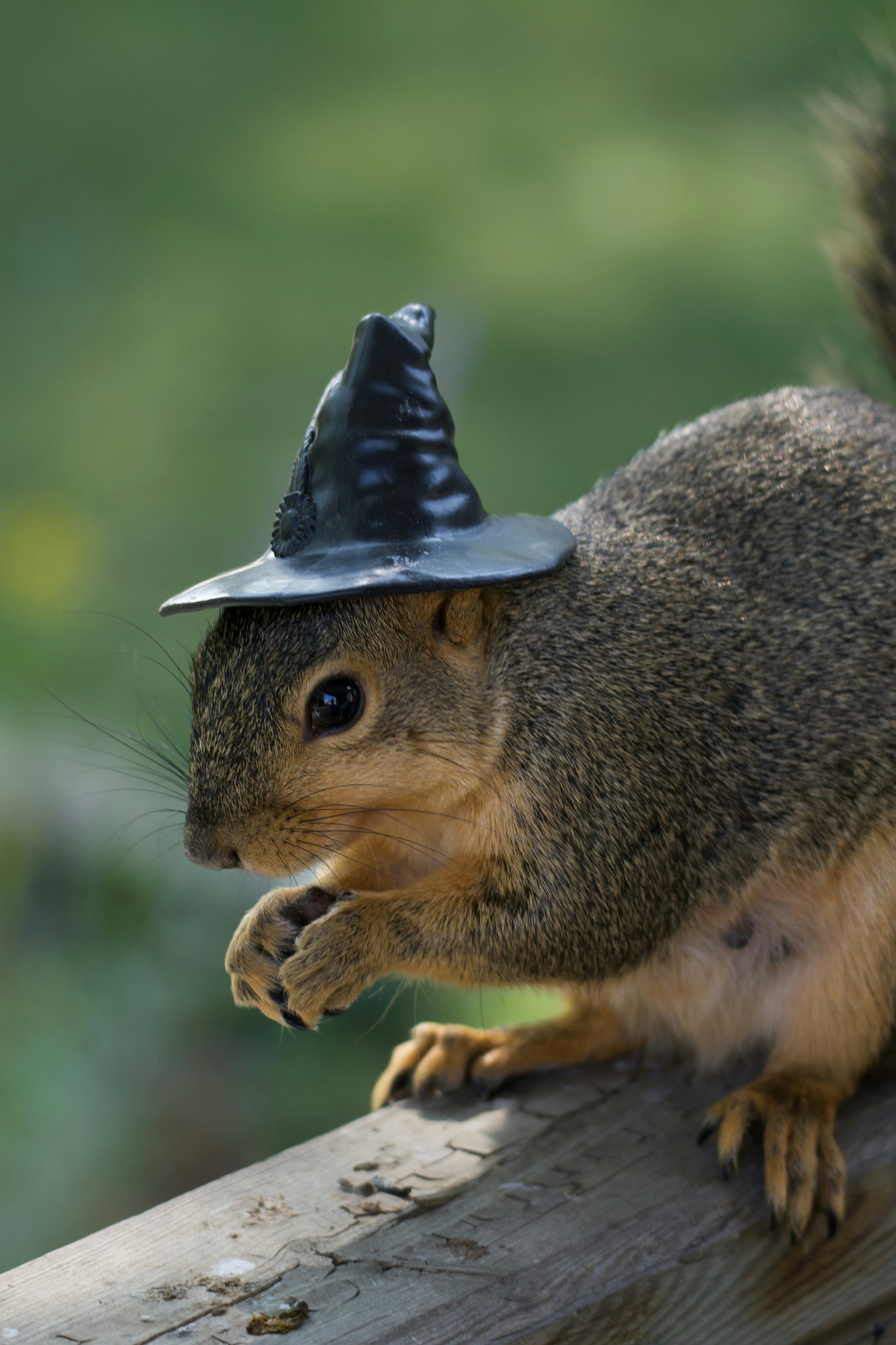 Un écureuil porte un chapeau de sorcière.
