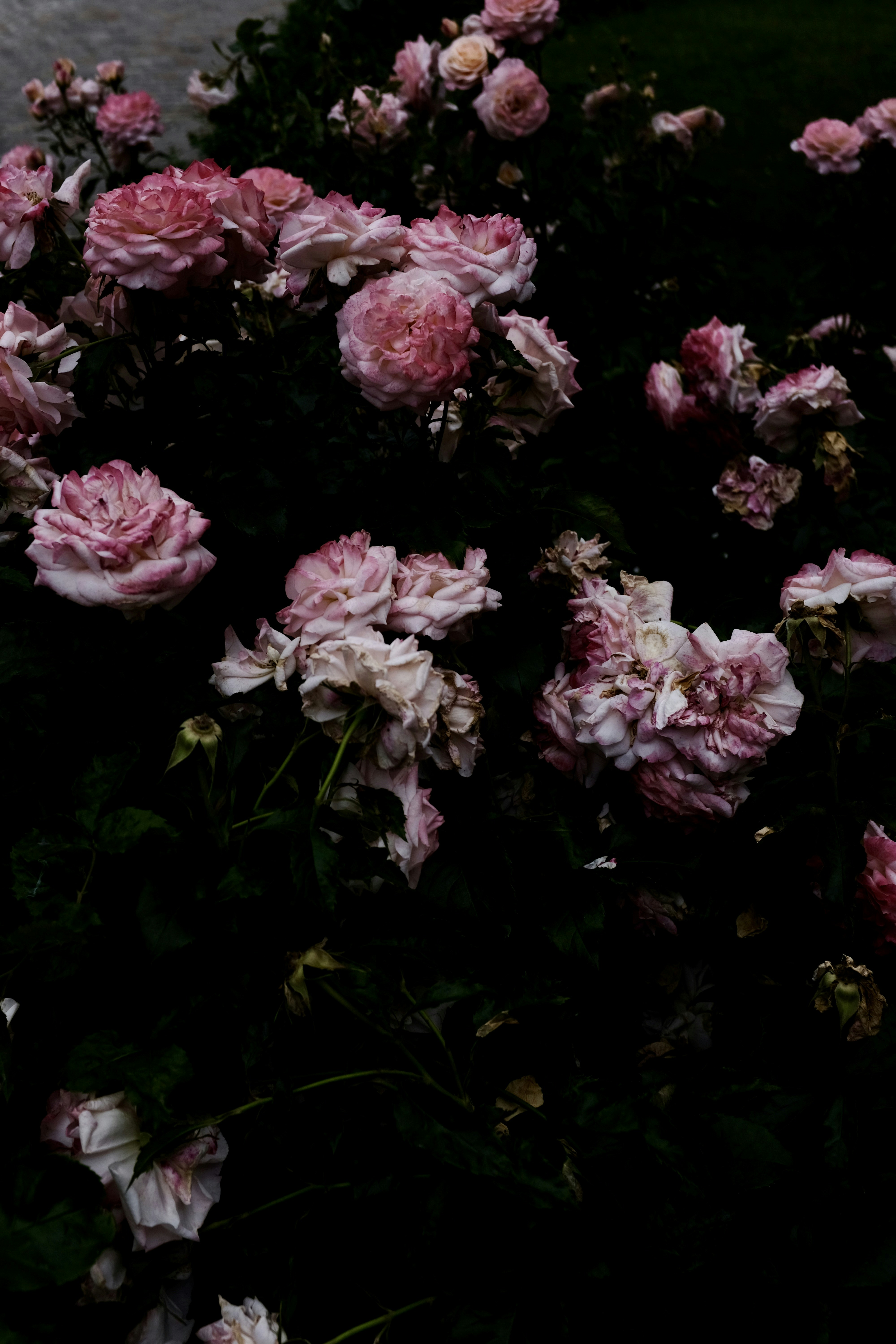 Photo by alekseixagafonov