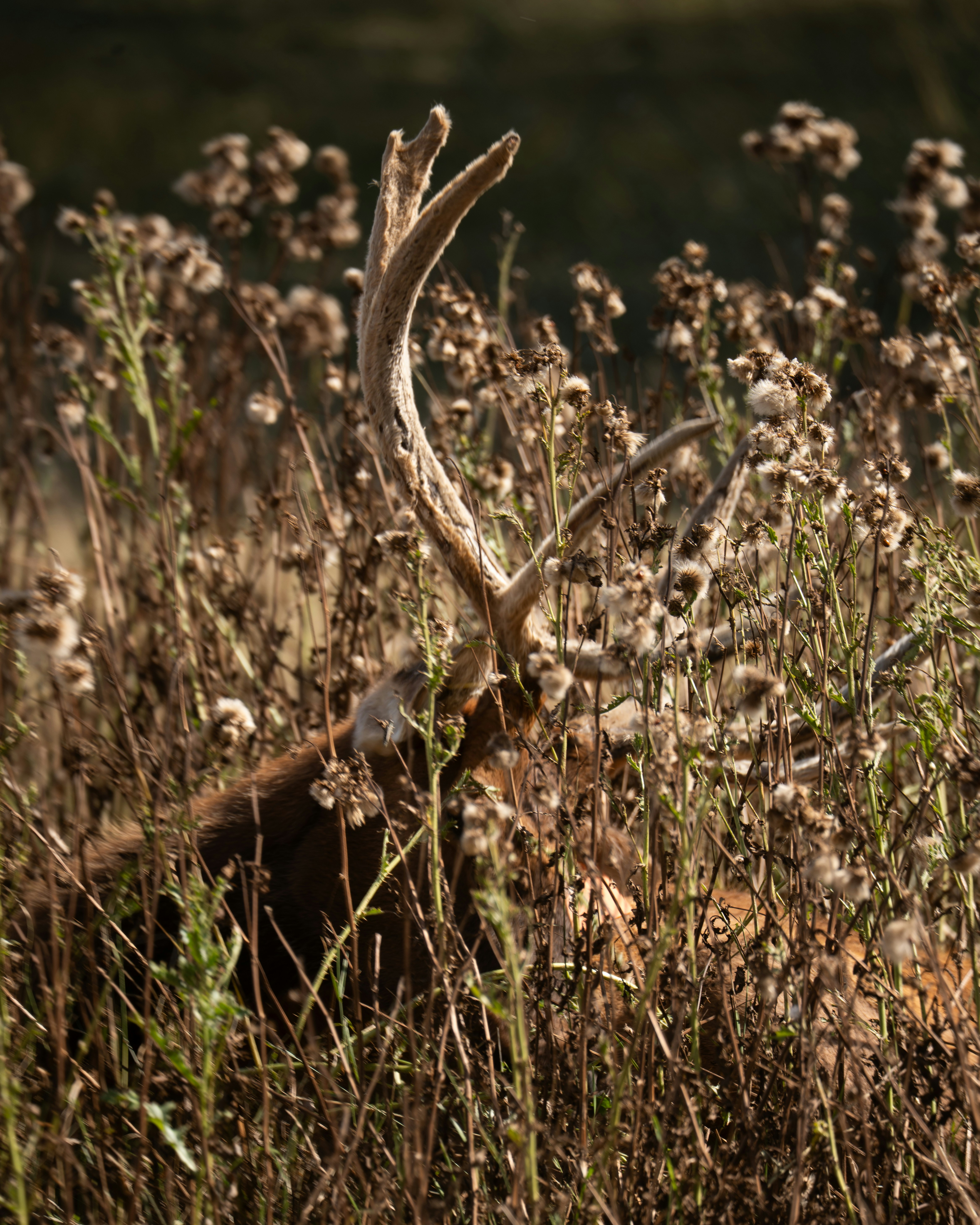A deer's antlers peak through tall plants.