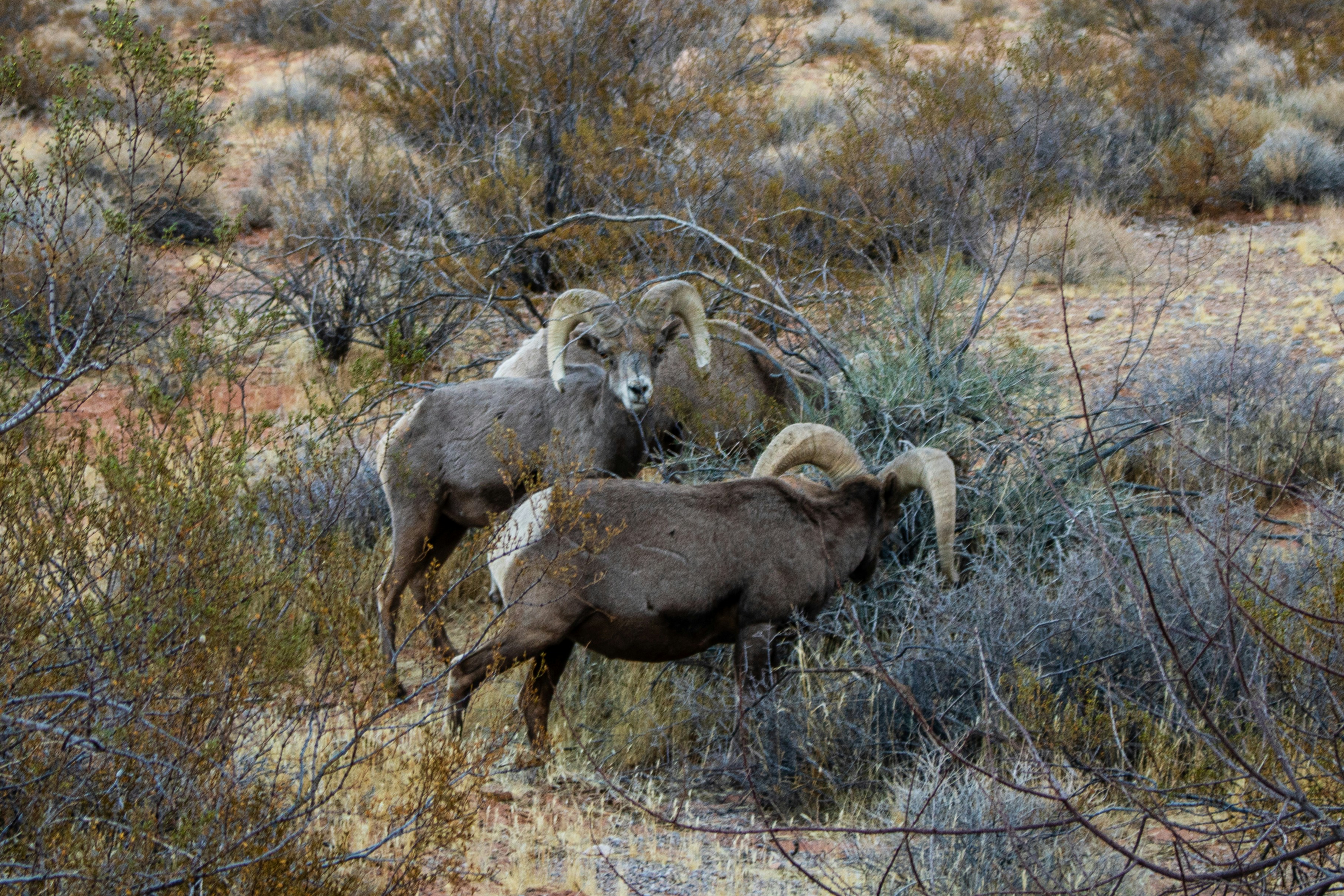 Photo by zoshuacolah