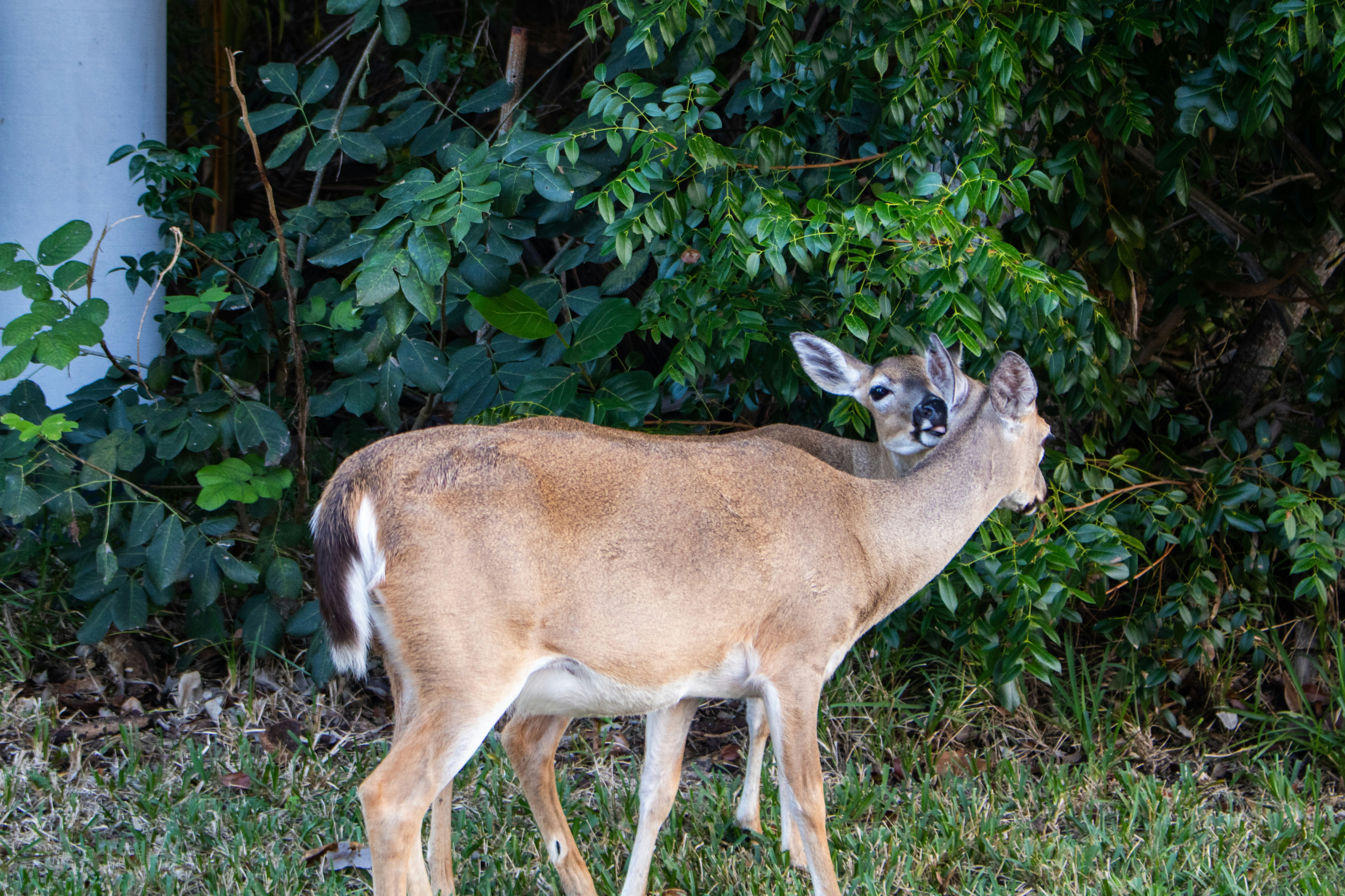 Photo by zoshuacolah