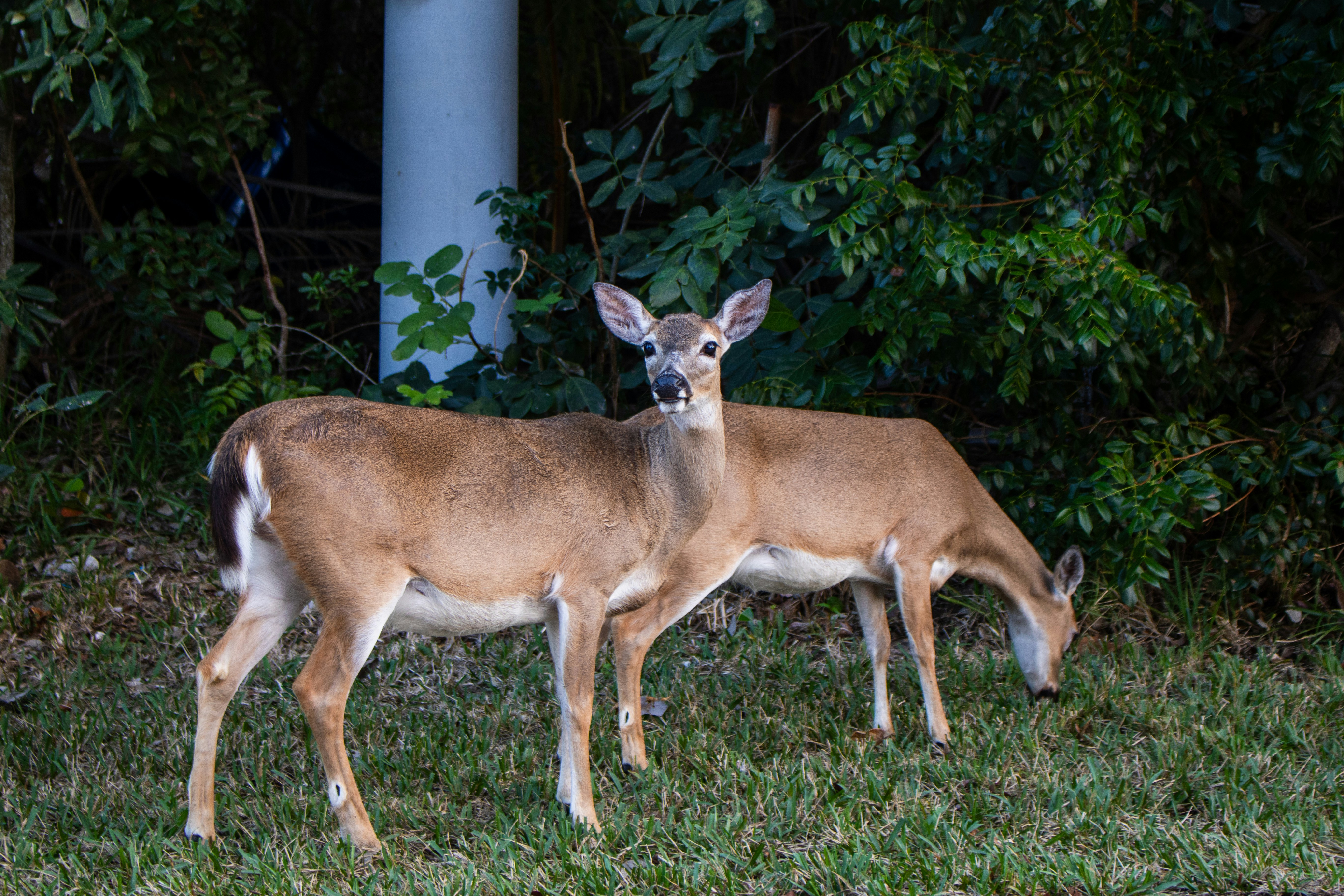 Photo by zoshuacolah