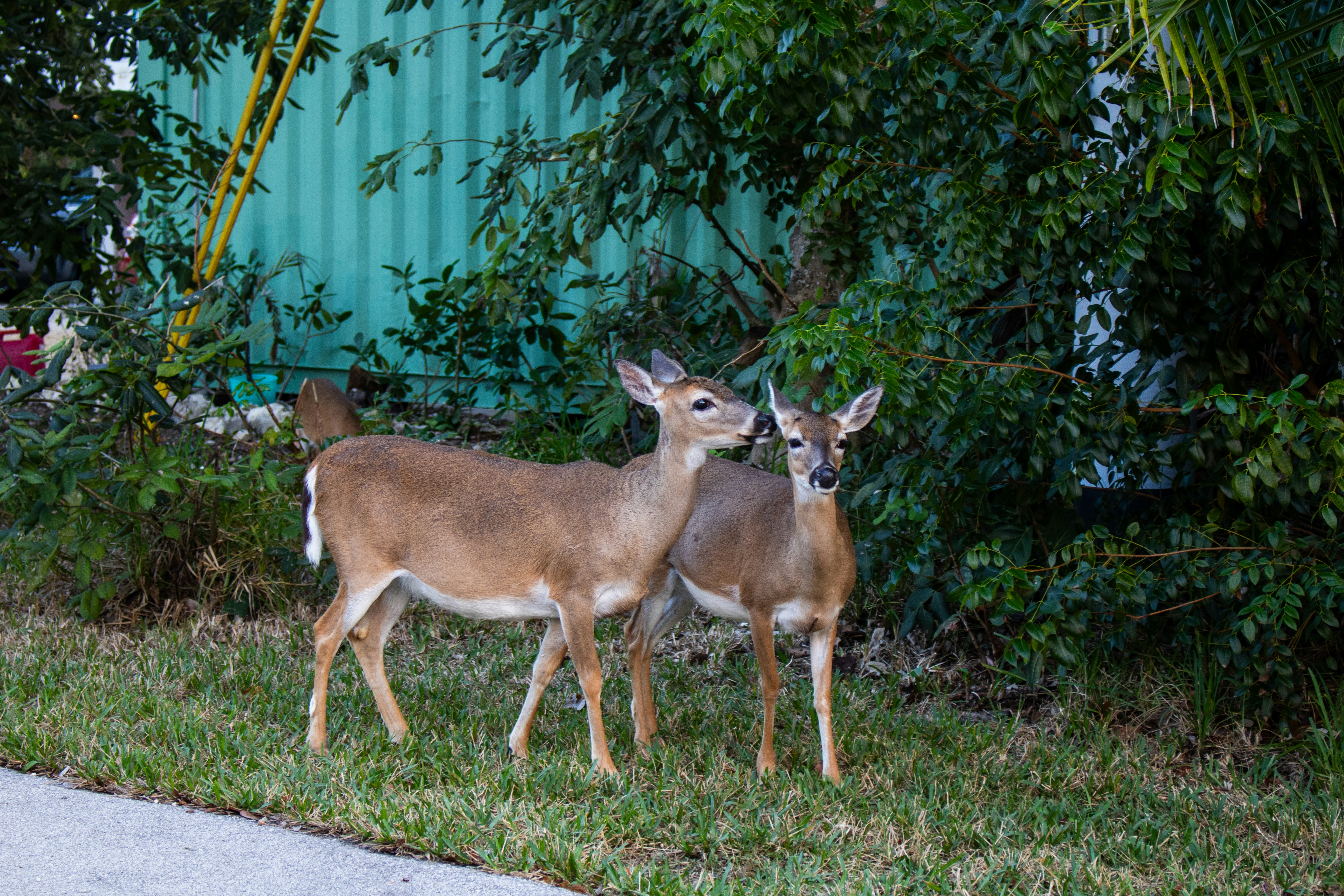 13. Key Deer (image credits: unsplash)