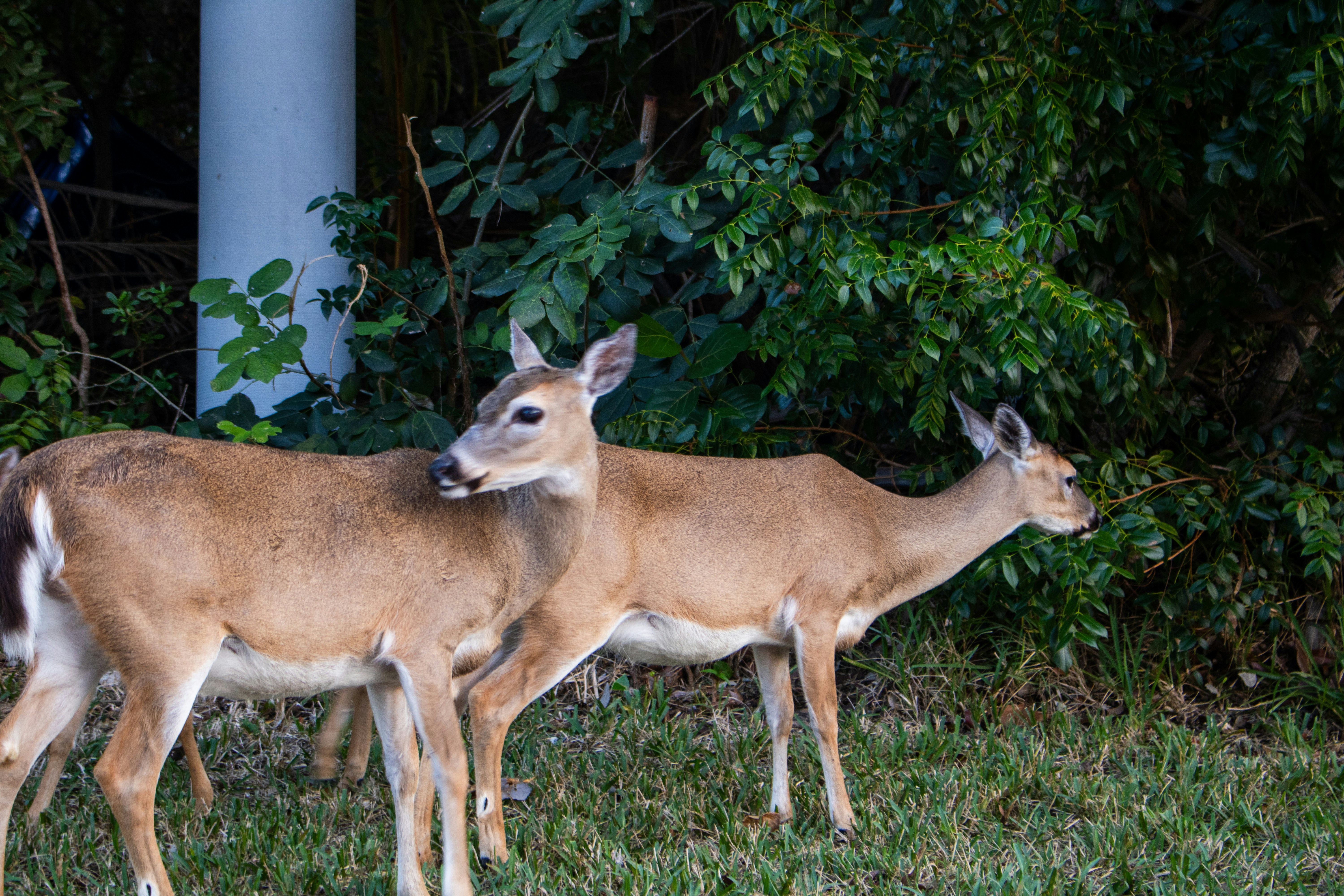 Photo by zoshuacolah