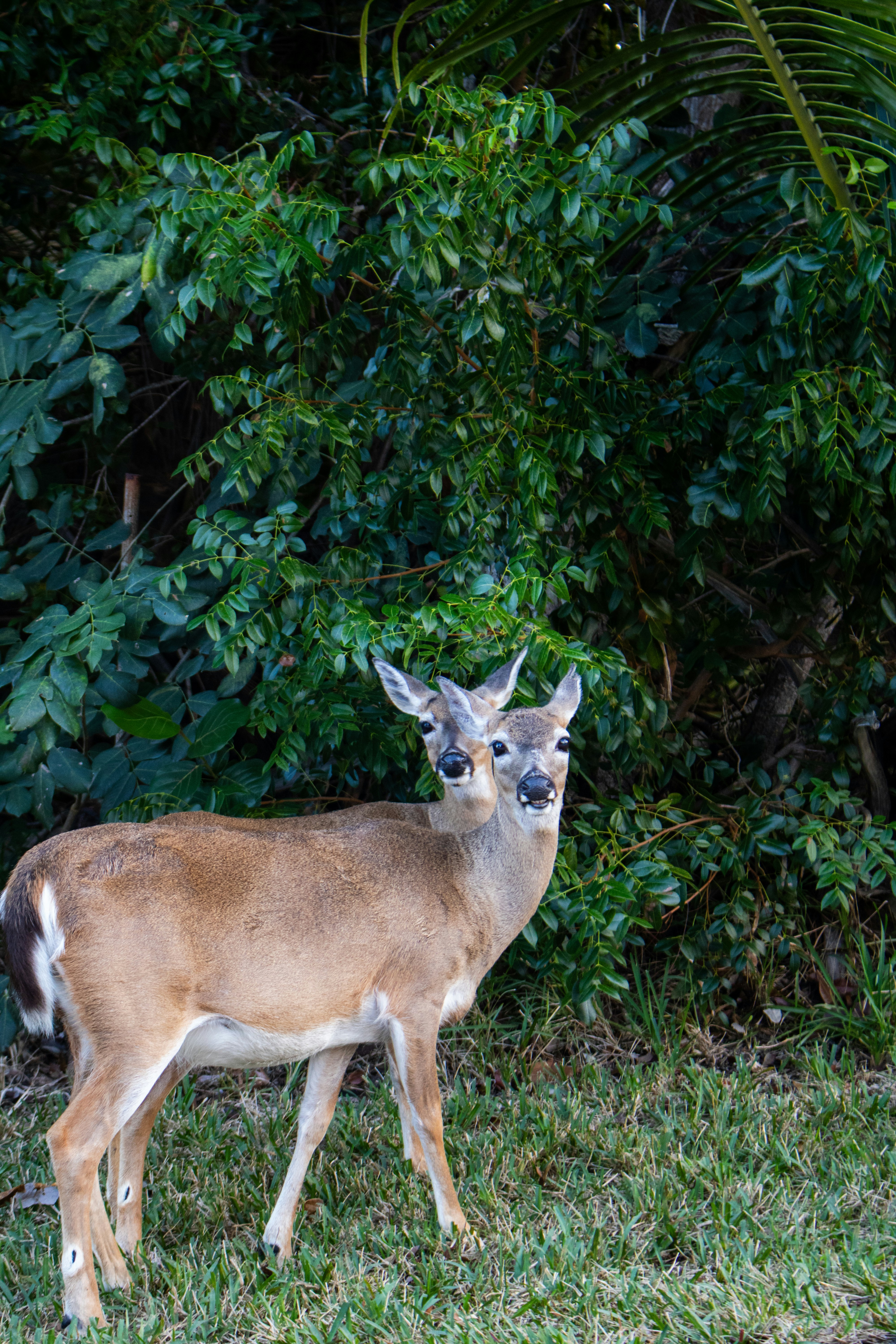 Photo by zoshuacolah