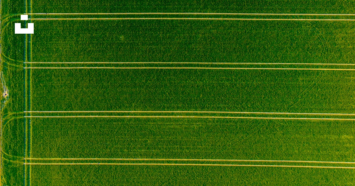 Green field with parallel rows seen from above. photo – Free Green ...
