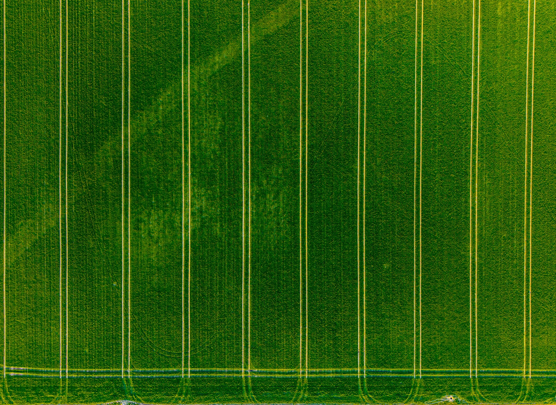Aerial view of green field with rows.