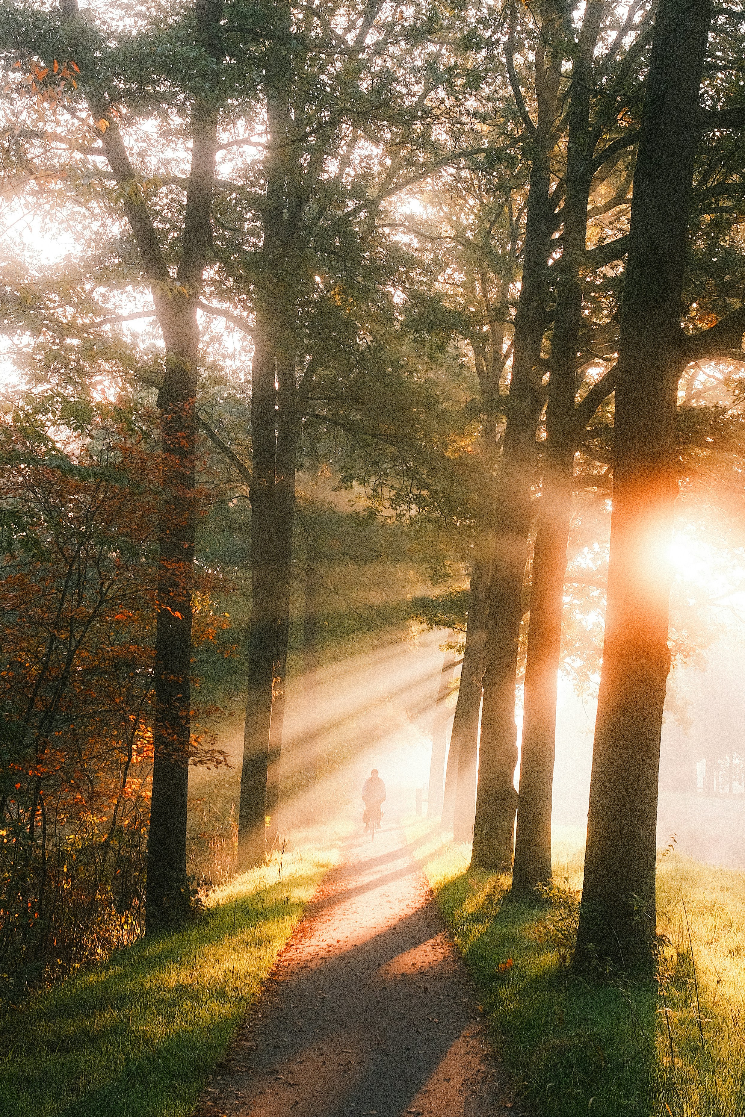 Sunlight streams through the trees onto a path.