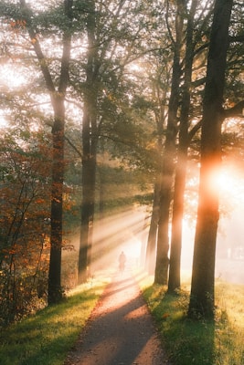 Sunlit path through olive grove