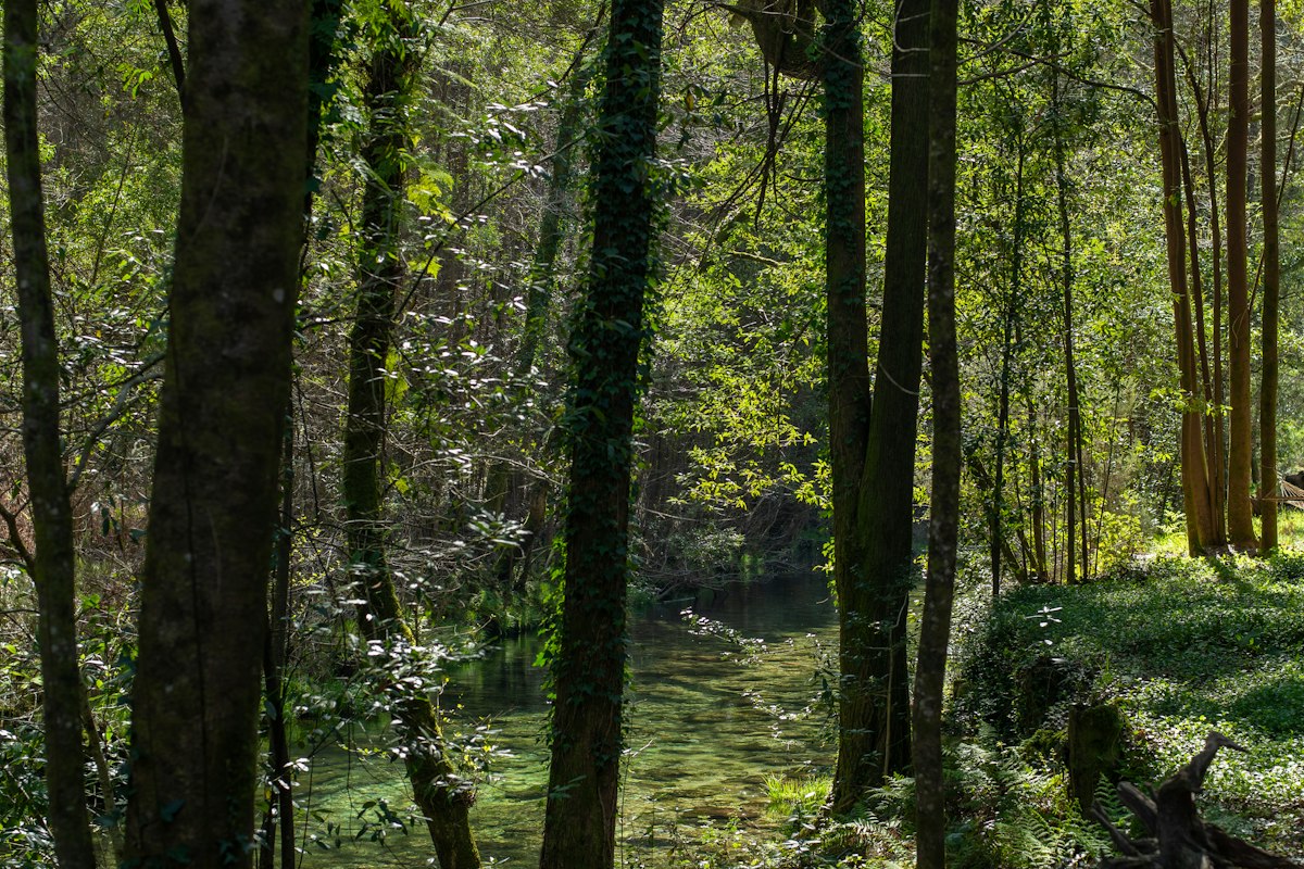 Luz entre los árboles de un bosque