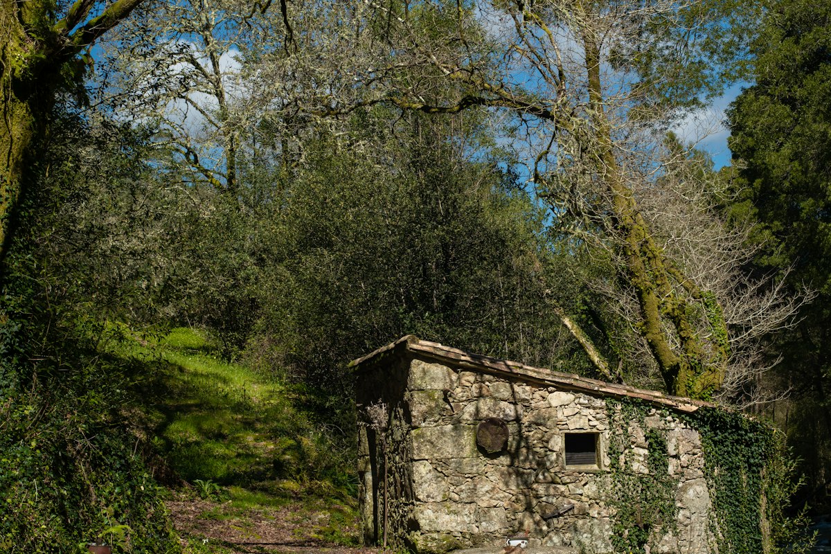 Edificio de piedra entre un bosque frondoso