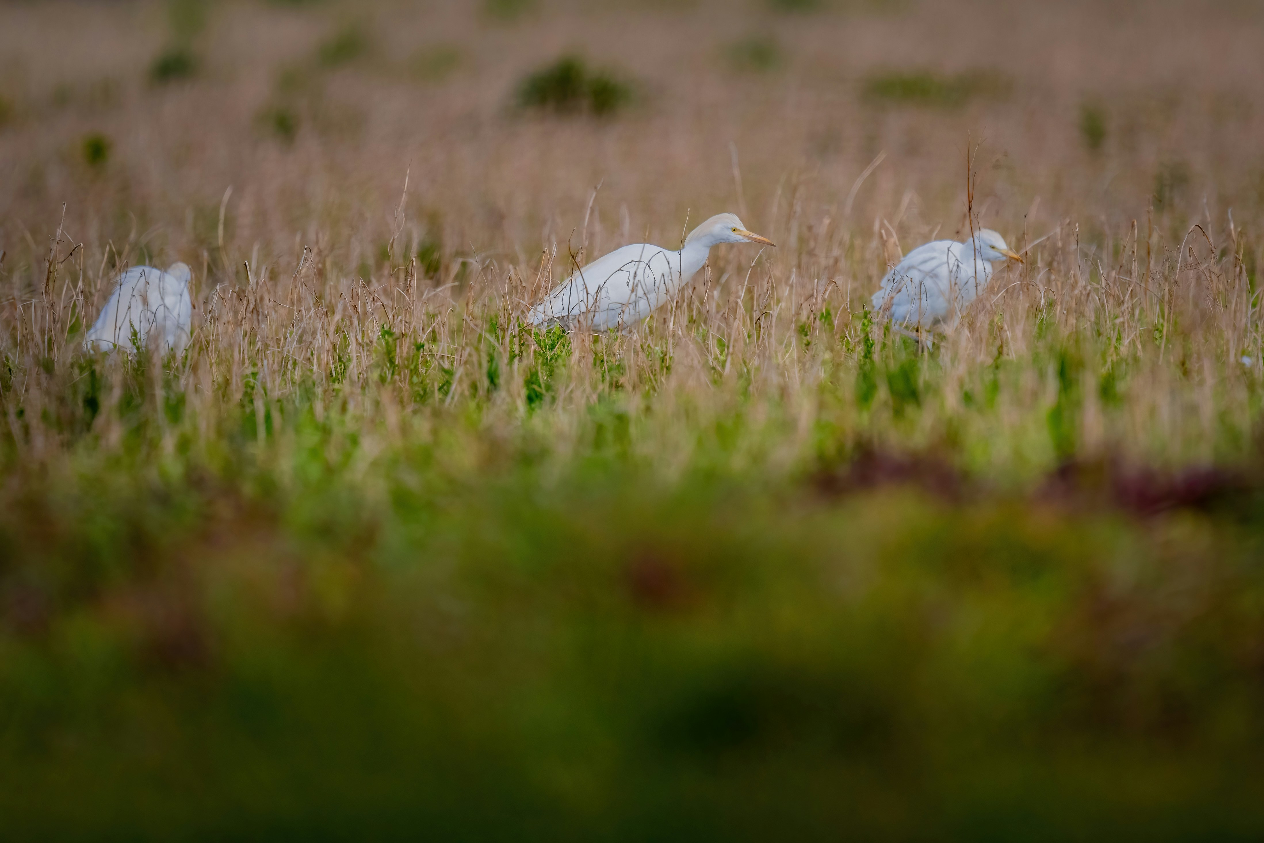 White birds forage in a grassy field.