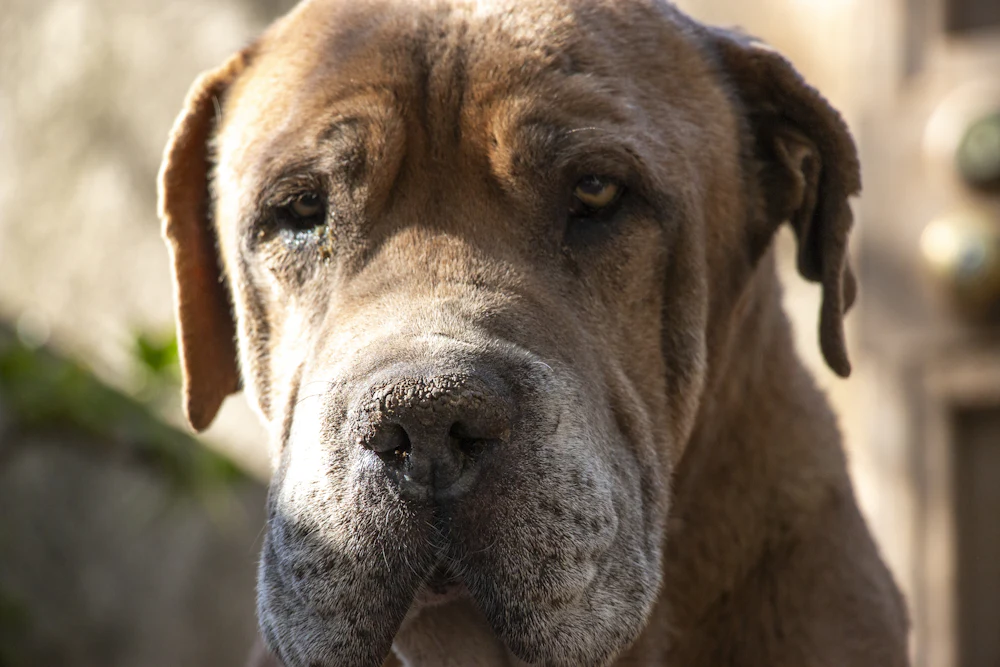 English Mastiff, photo 2