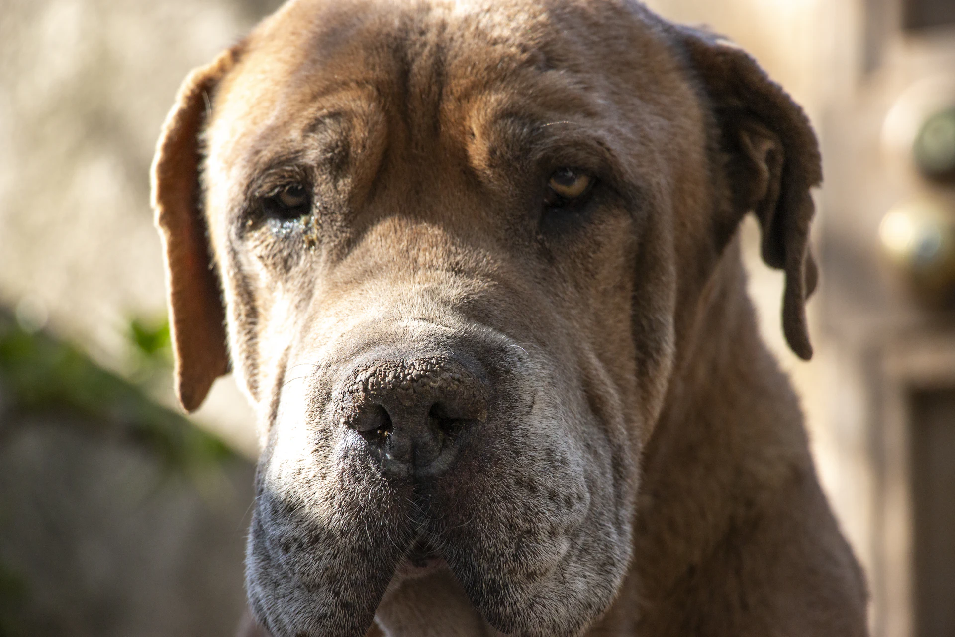 An English Mastiff