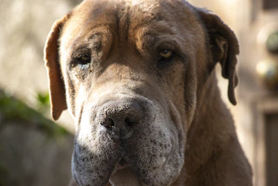 Close-up portrait of a big, adorable dog.
