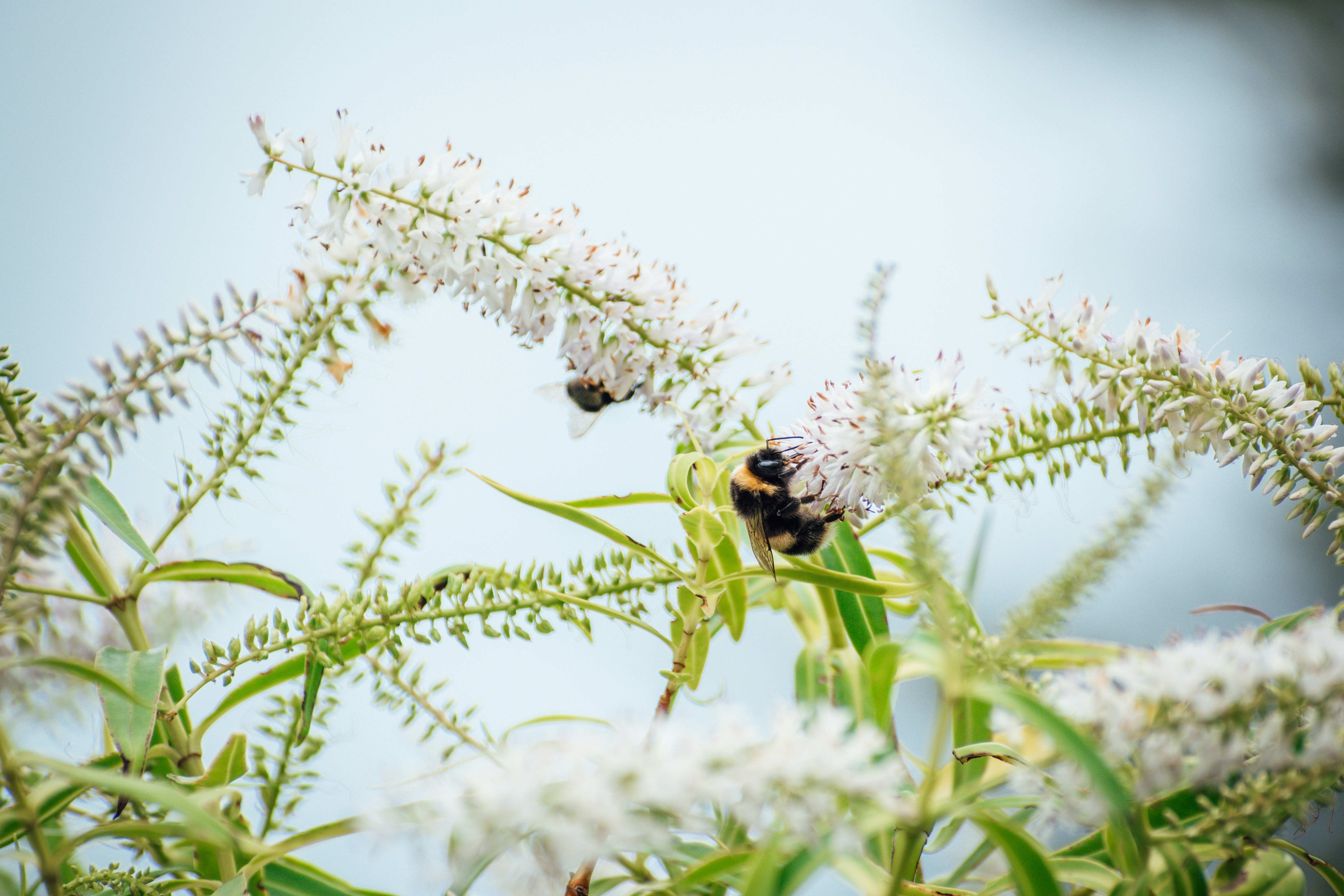 Photo by mac_will_i_create