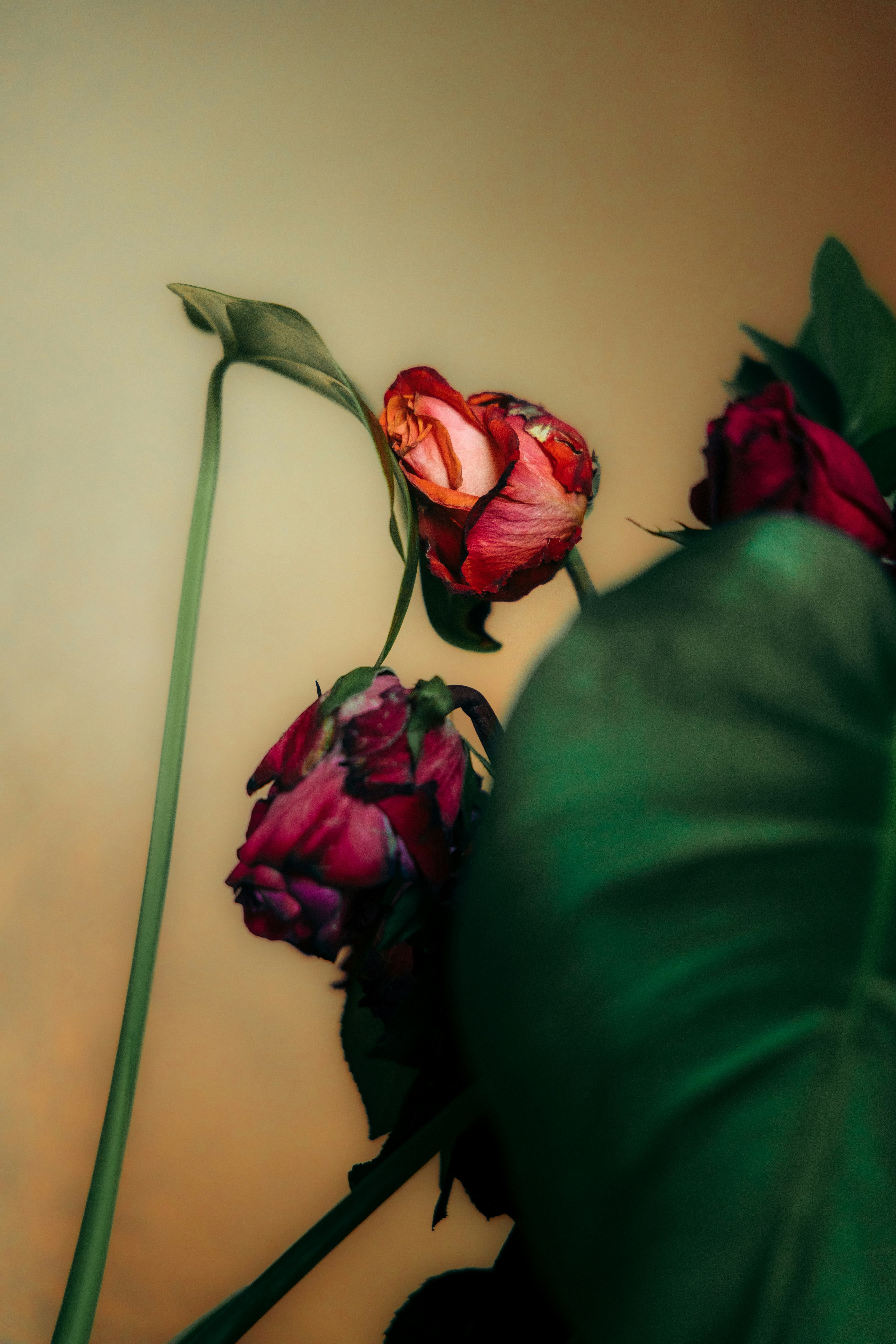 Photo by ldpeterson11