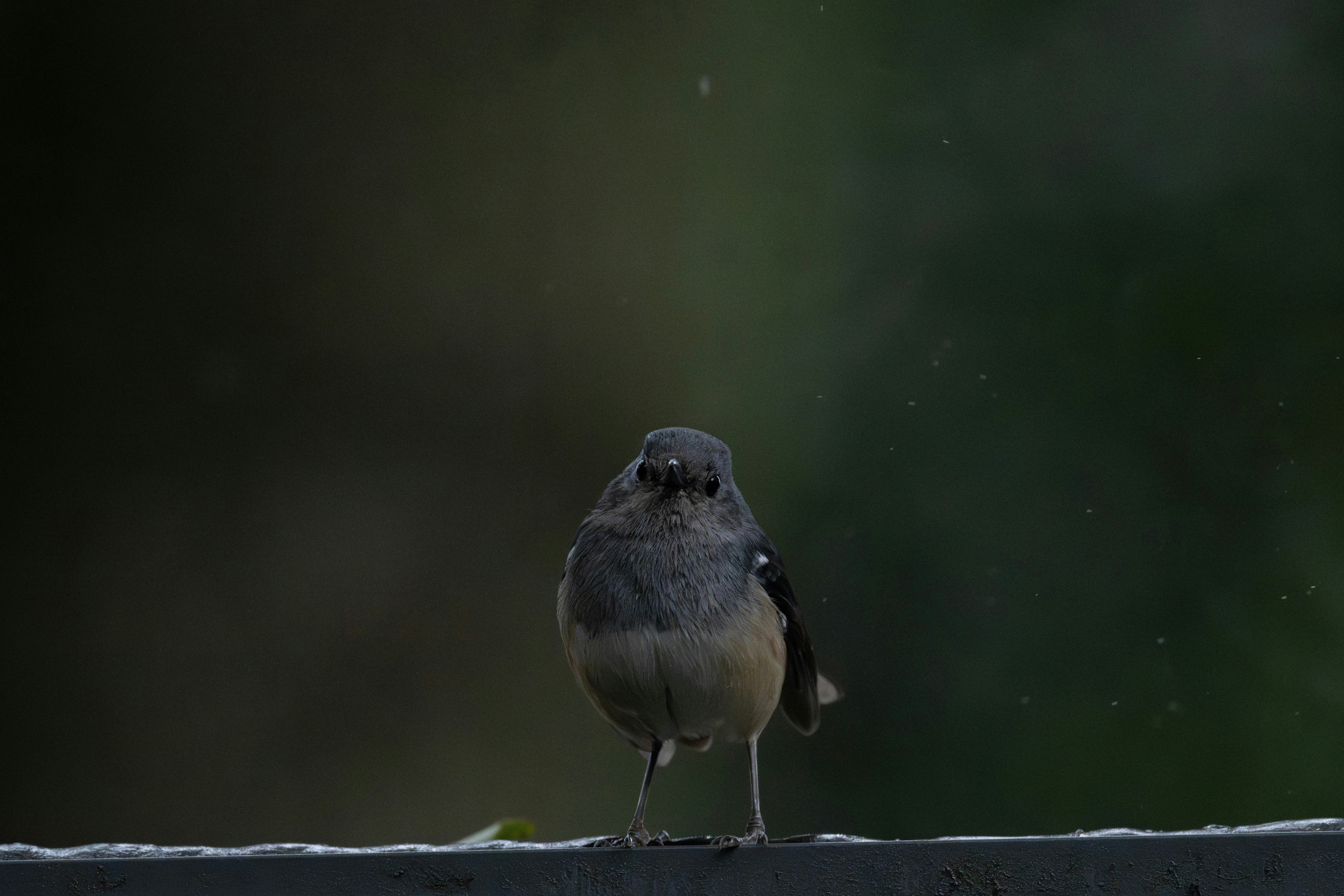 Photo by briadorothy