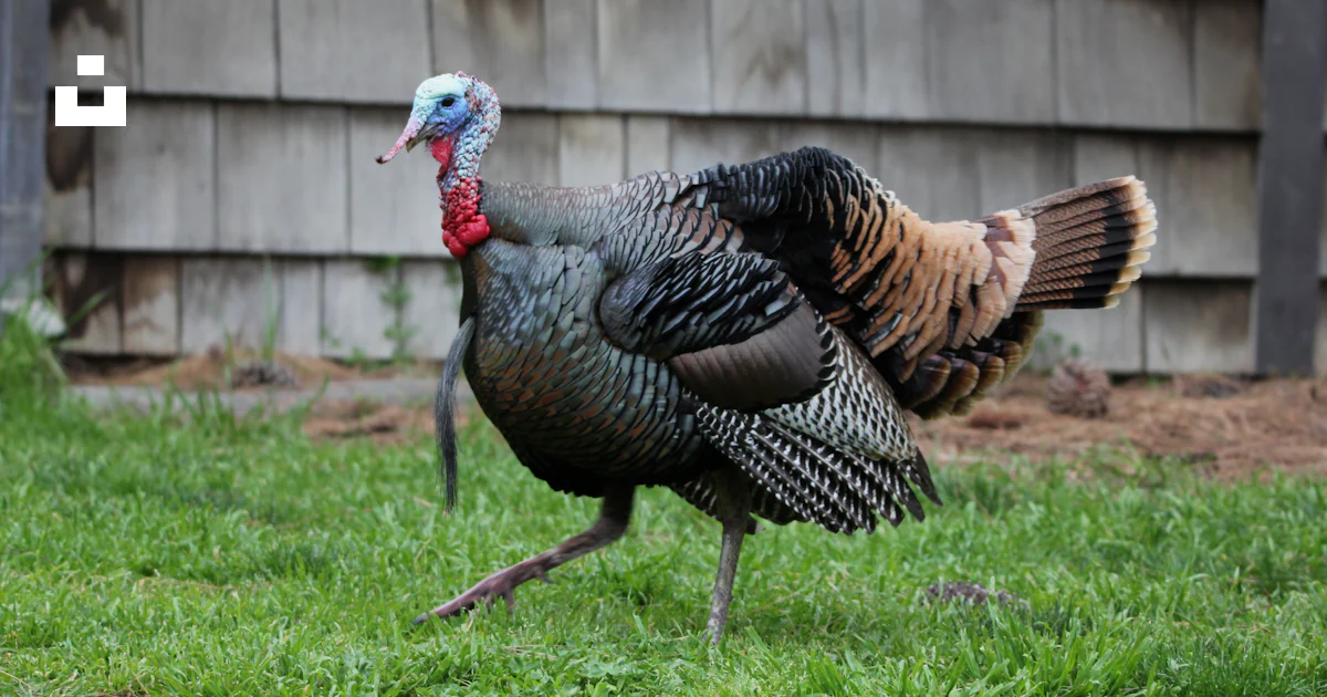 A turkey struts across the green grass. photo – Free Animal Image on ...