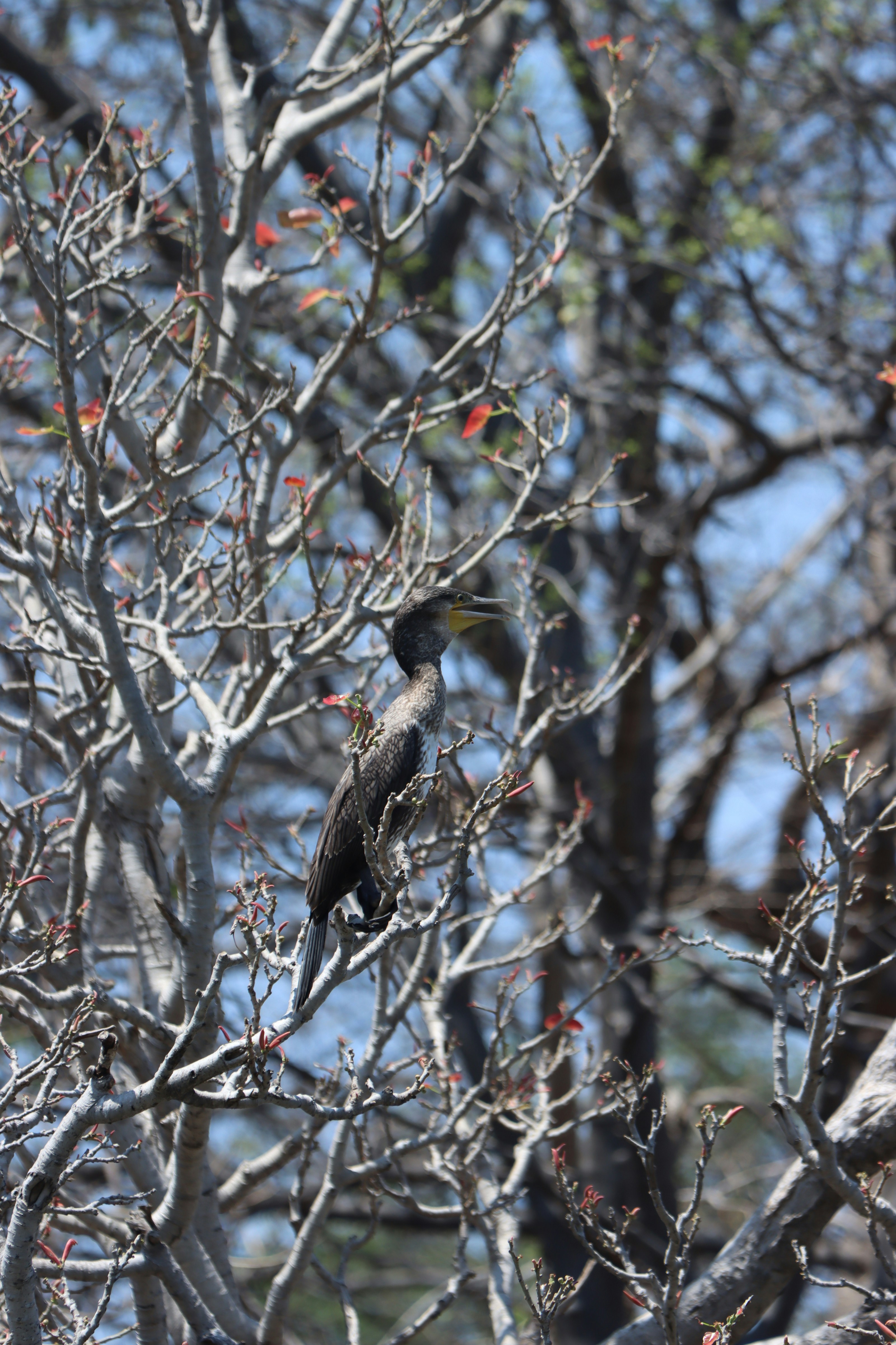 Photo by suresh___yadhav