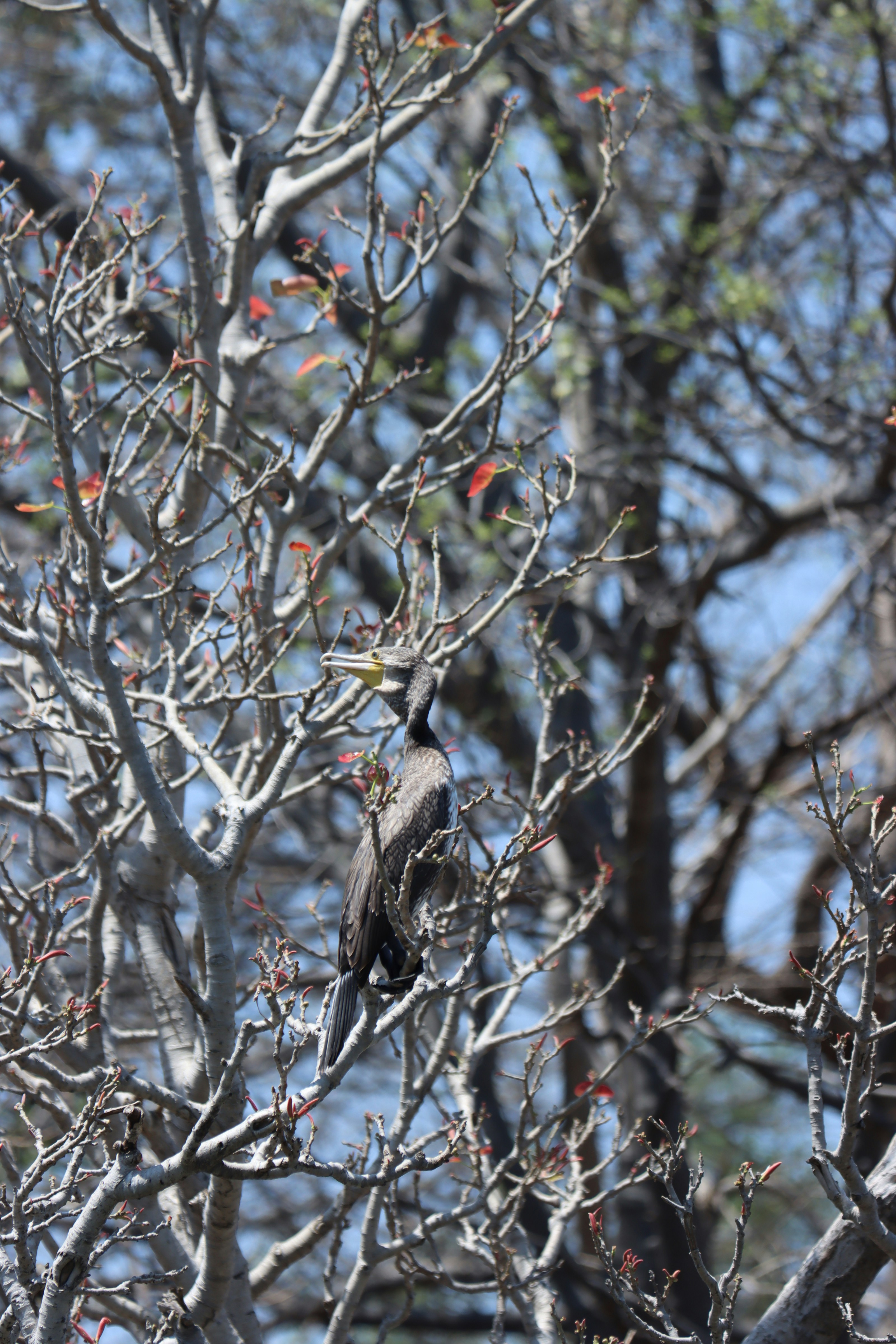 Photo by suresh___yadhav