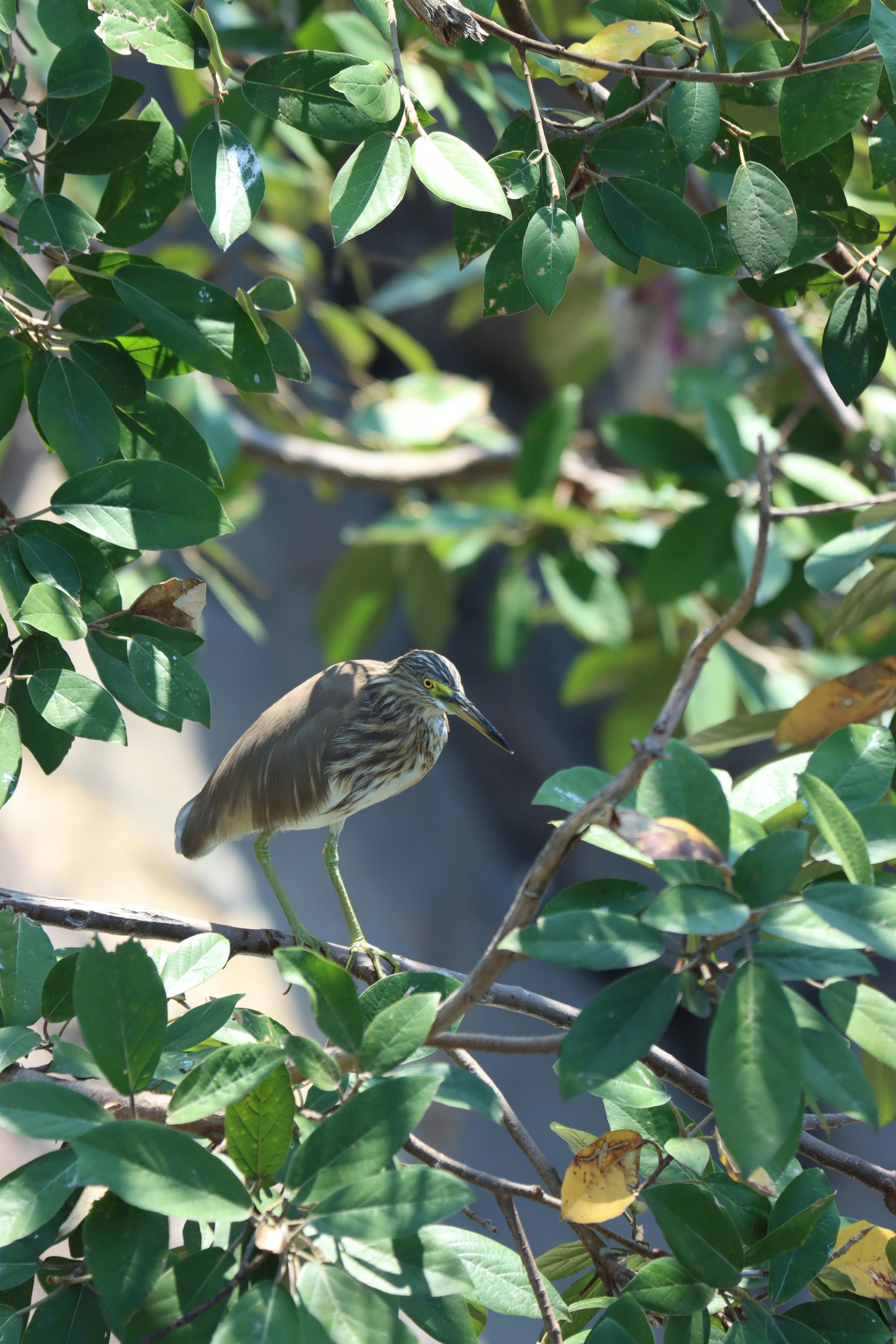 Photo by suresh___yadhav