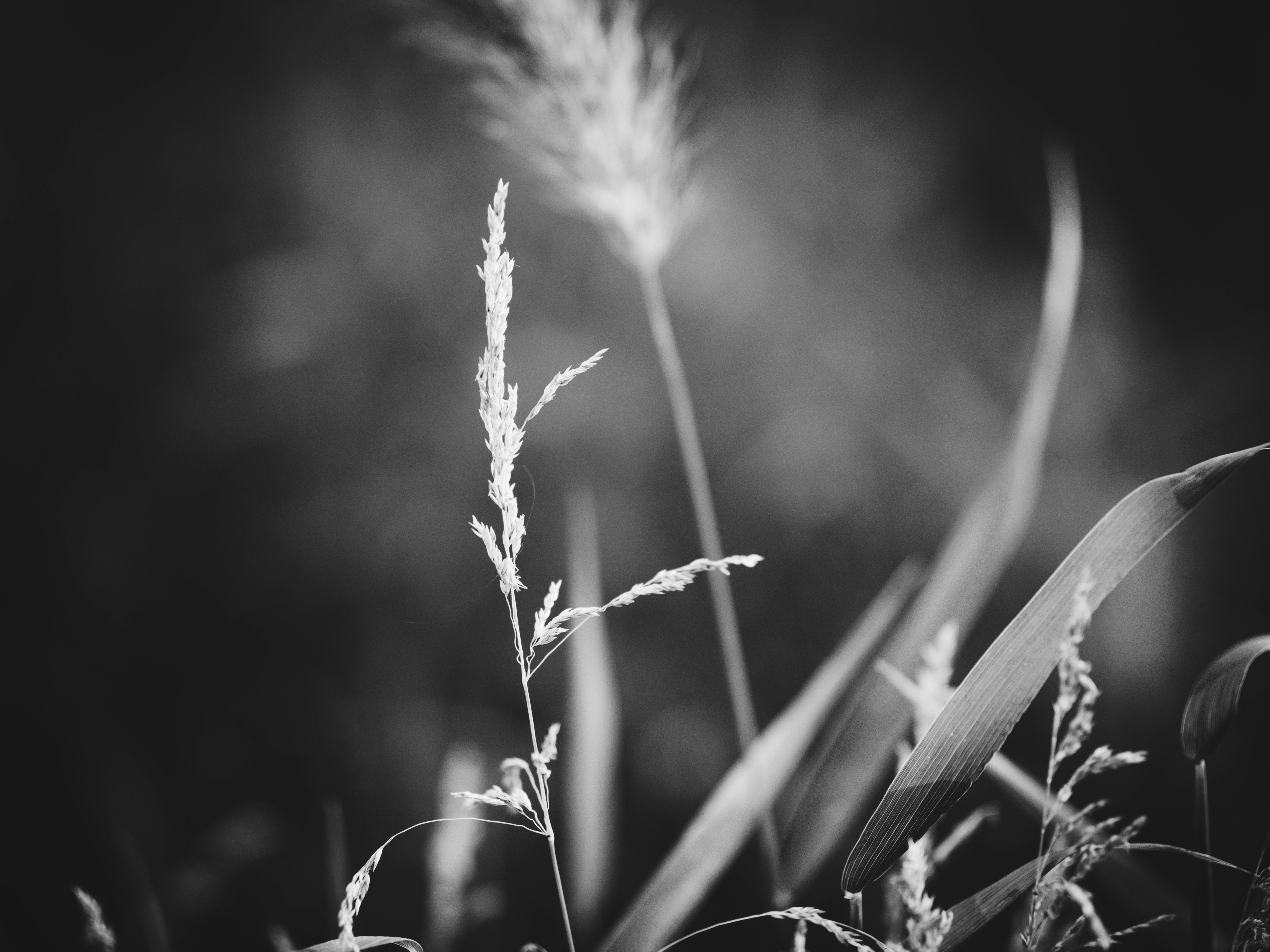 Photo by muscateer777