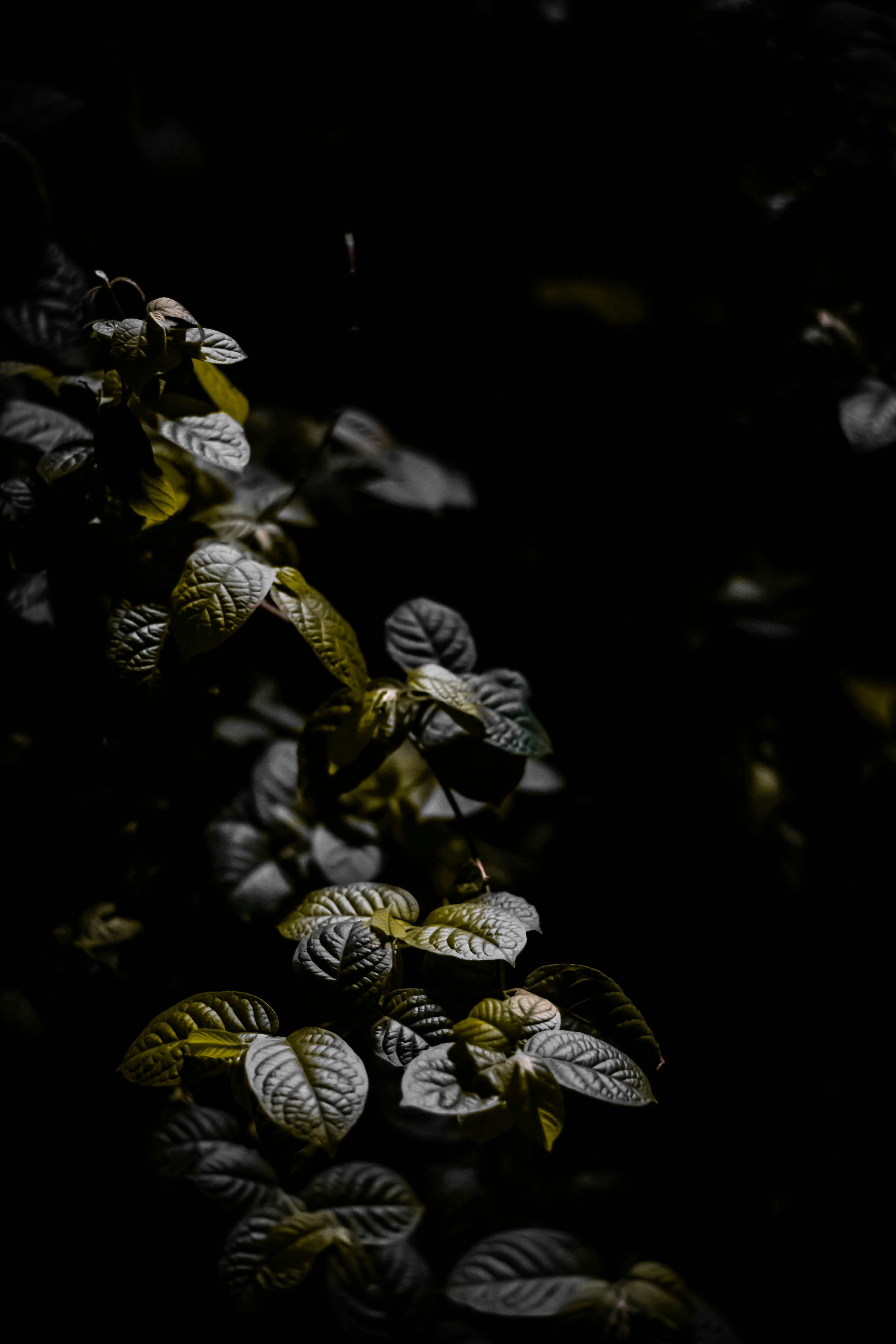 Leaves illuminated against a dark backdrop.