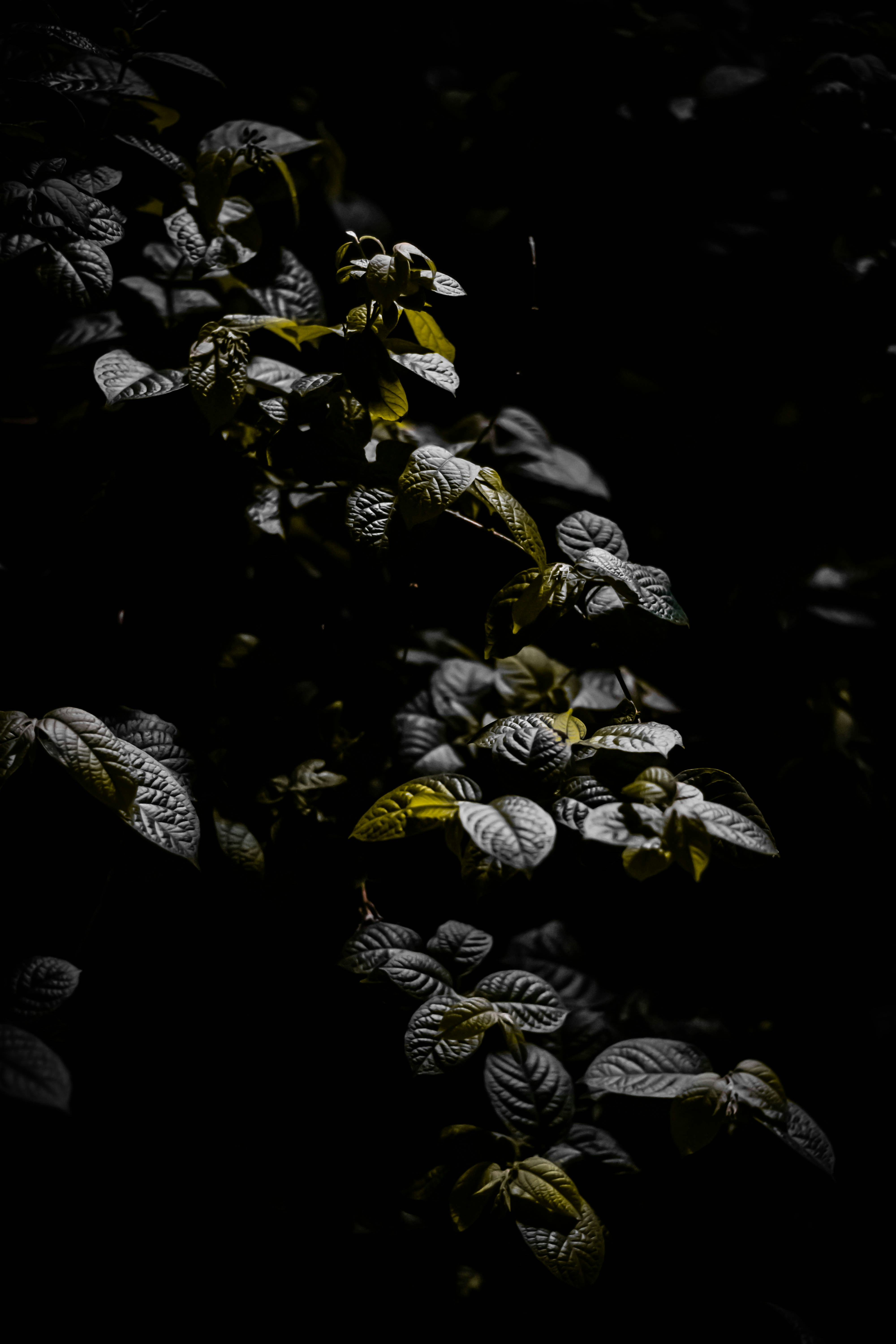 Leaves in sunlight against a dark background.