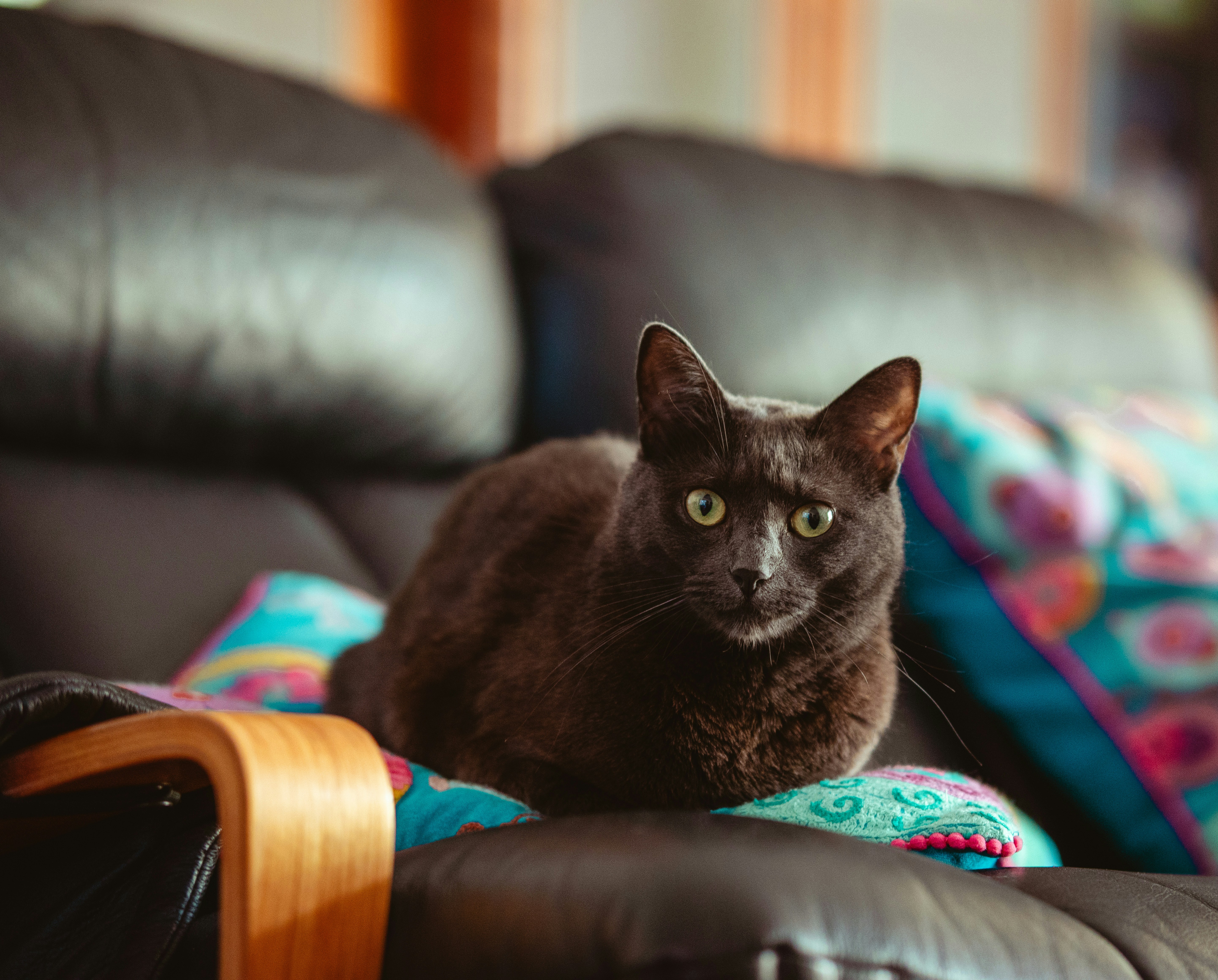 Um gato cinza repousa confortavelmente em um sofá.