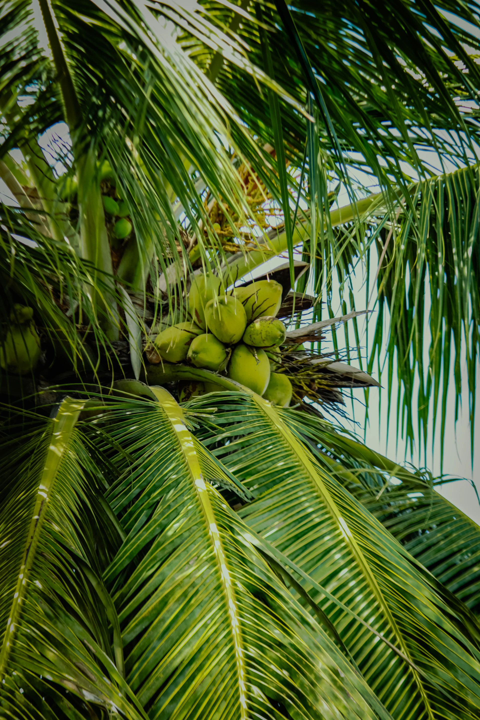 Coconuts hang from a lush palm tree.